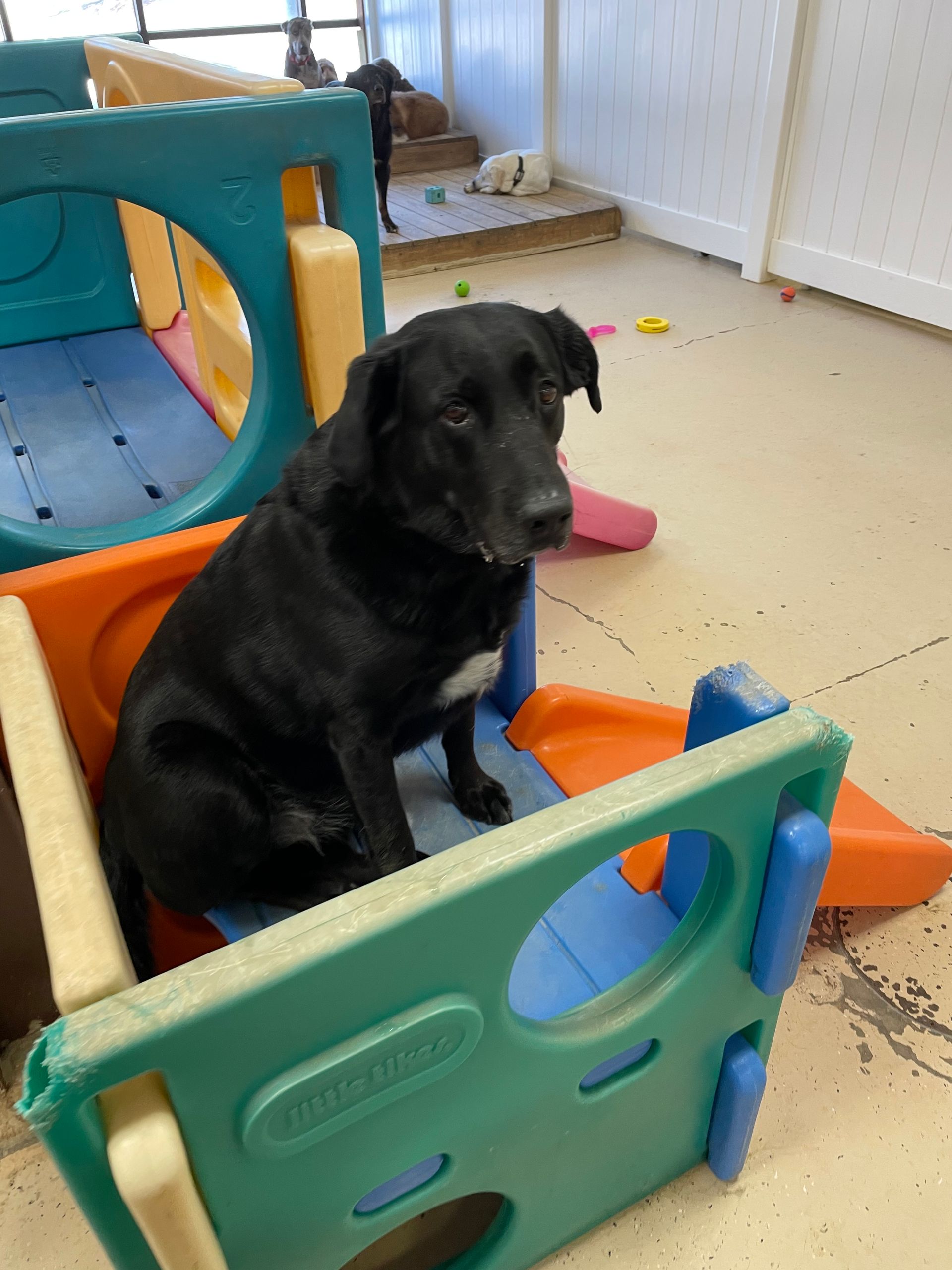 A black dog is sitting in a plastic toy.