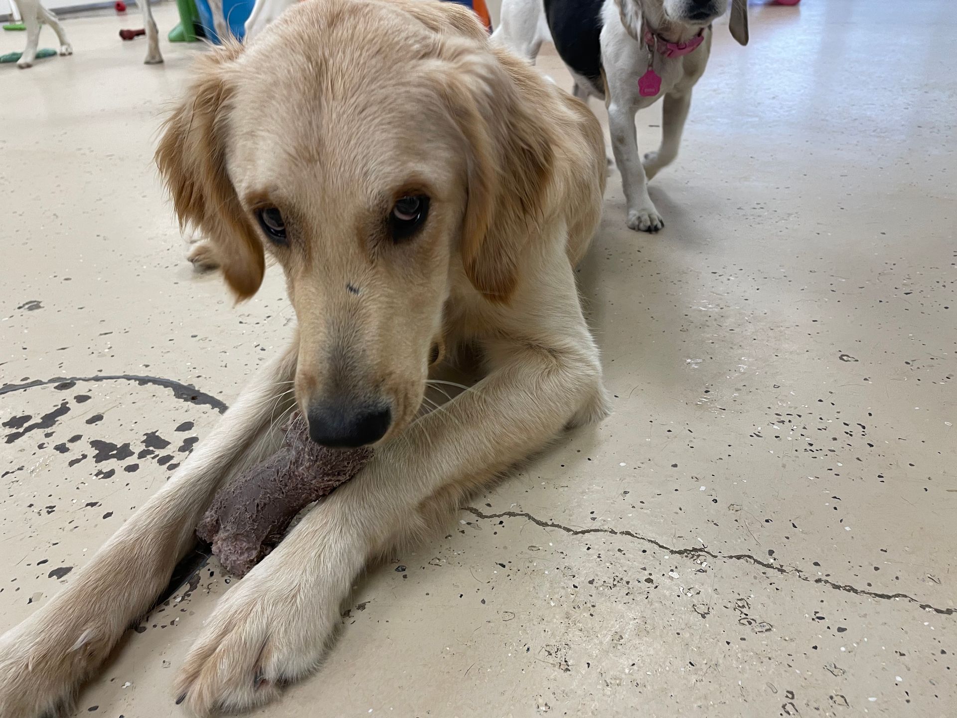 A dog laying on the floor chewing on a bone