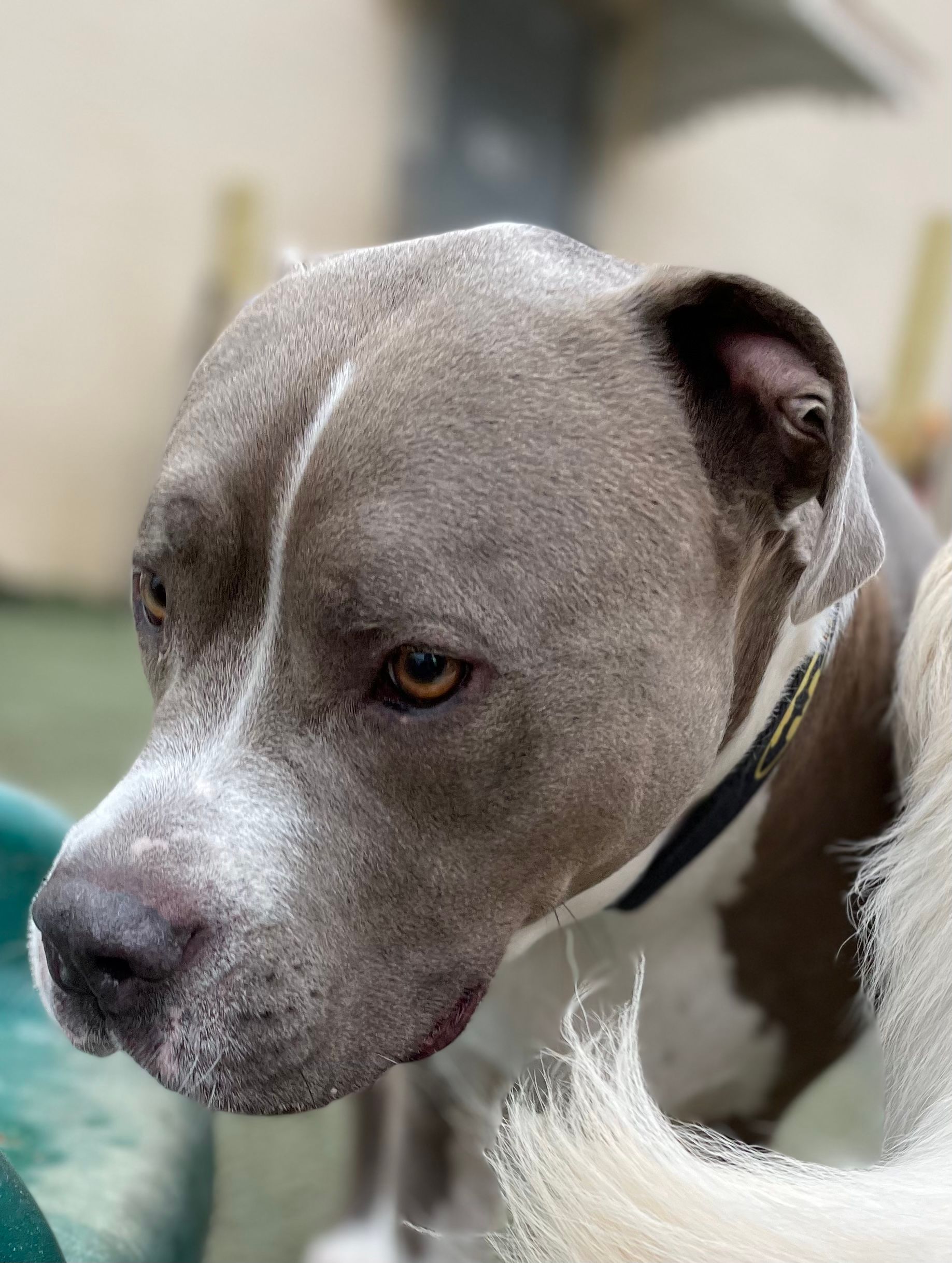 A close up of a gray and white dog looking at the camera.