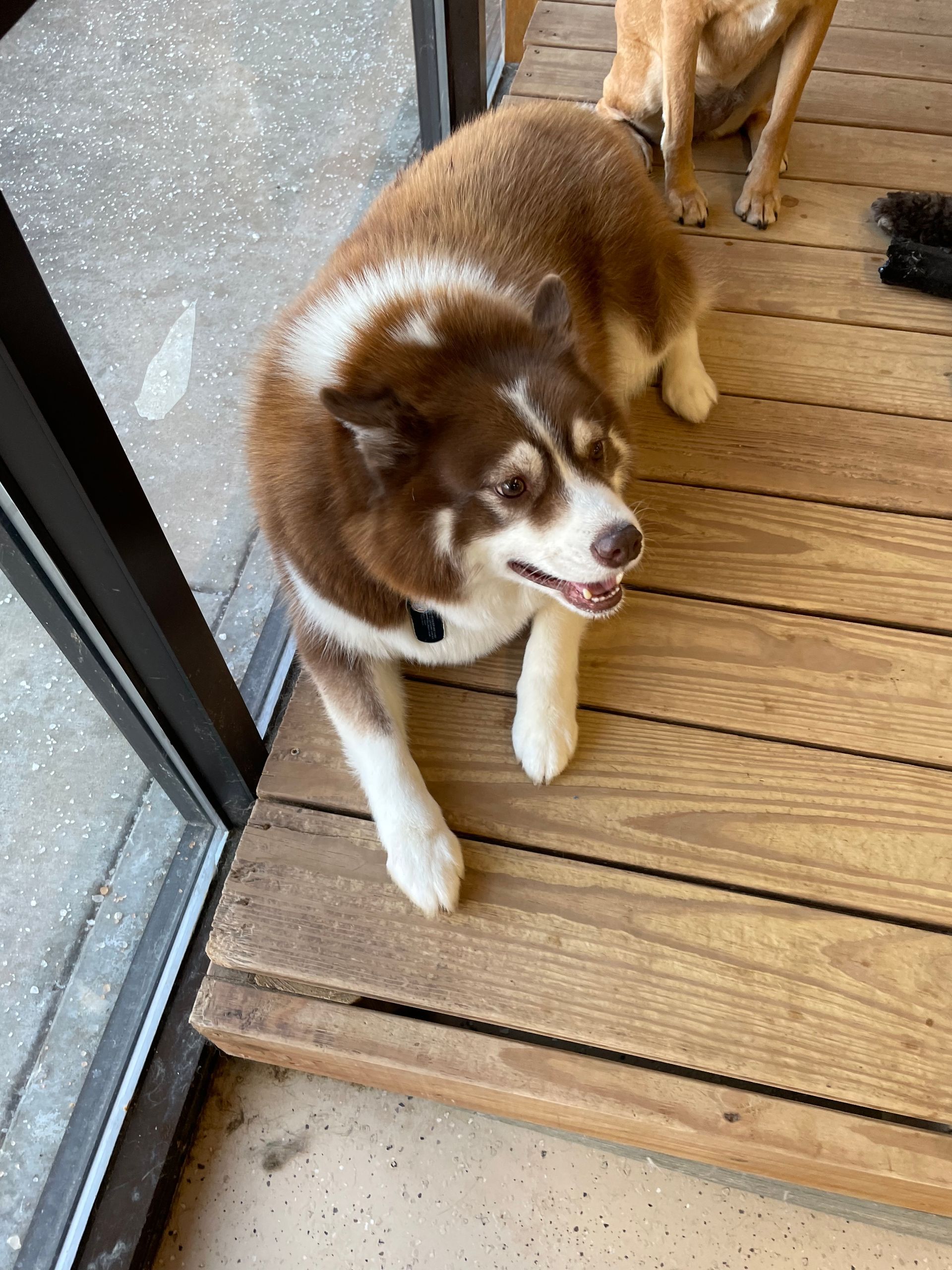 A brown and white dog is standing on a wooden deck next to a window.
