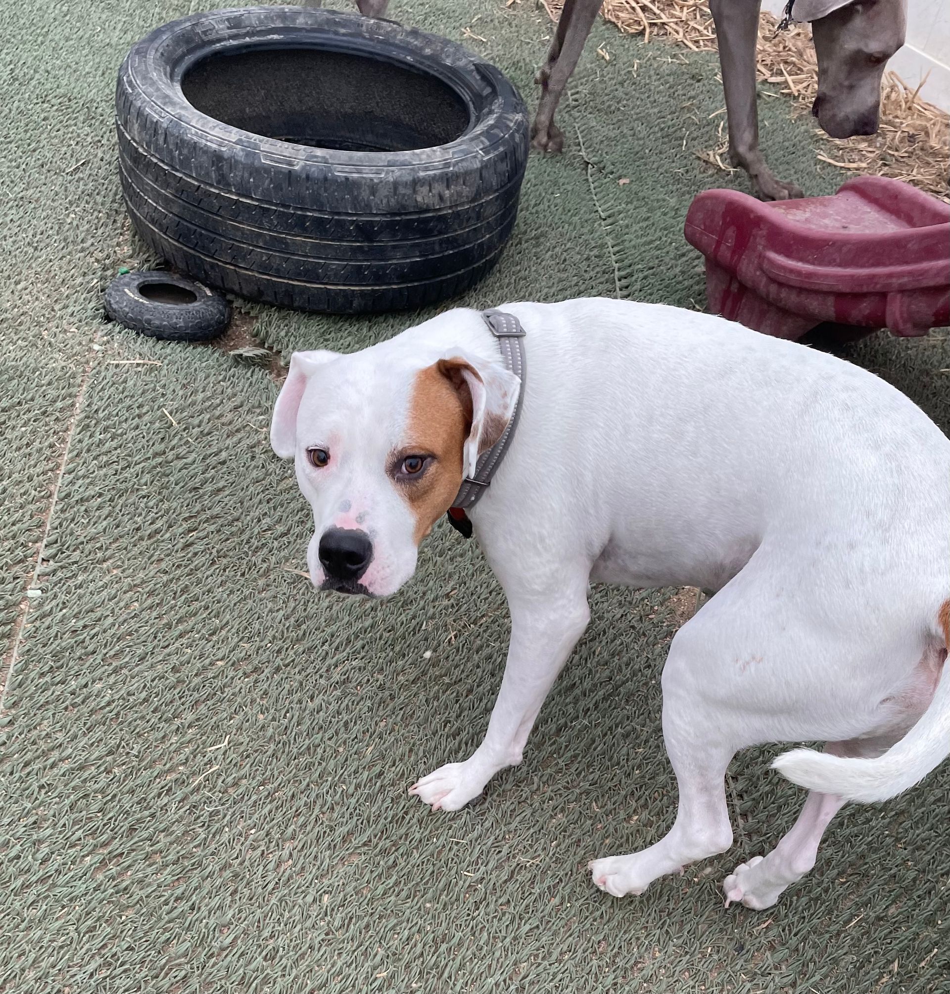 A white dog is standing in front of a tire