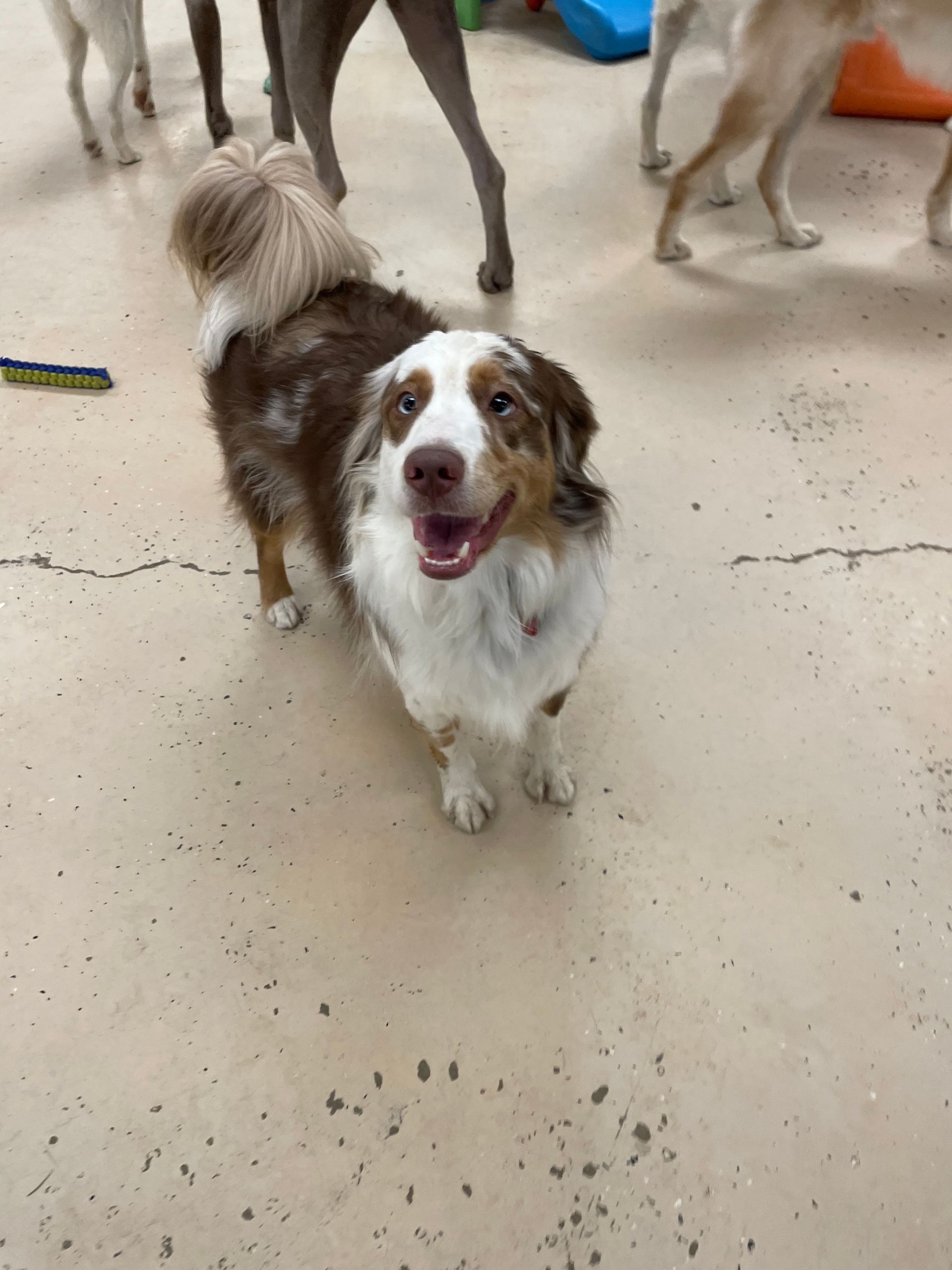 A brown and white dog is standing in a room with other dogs.