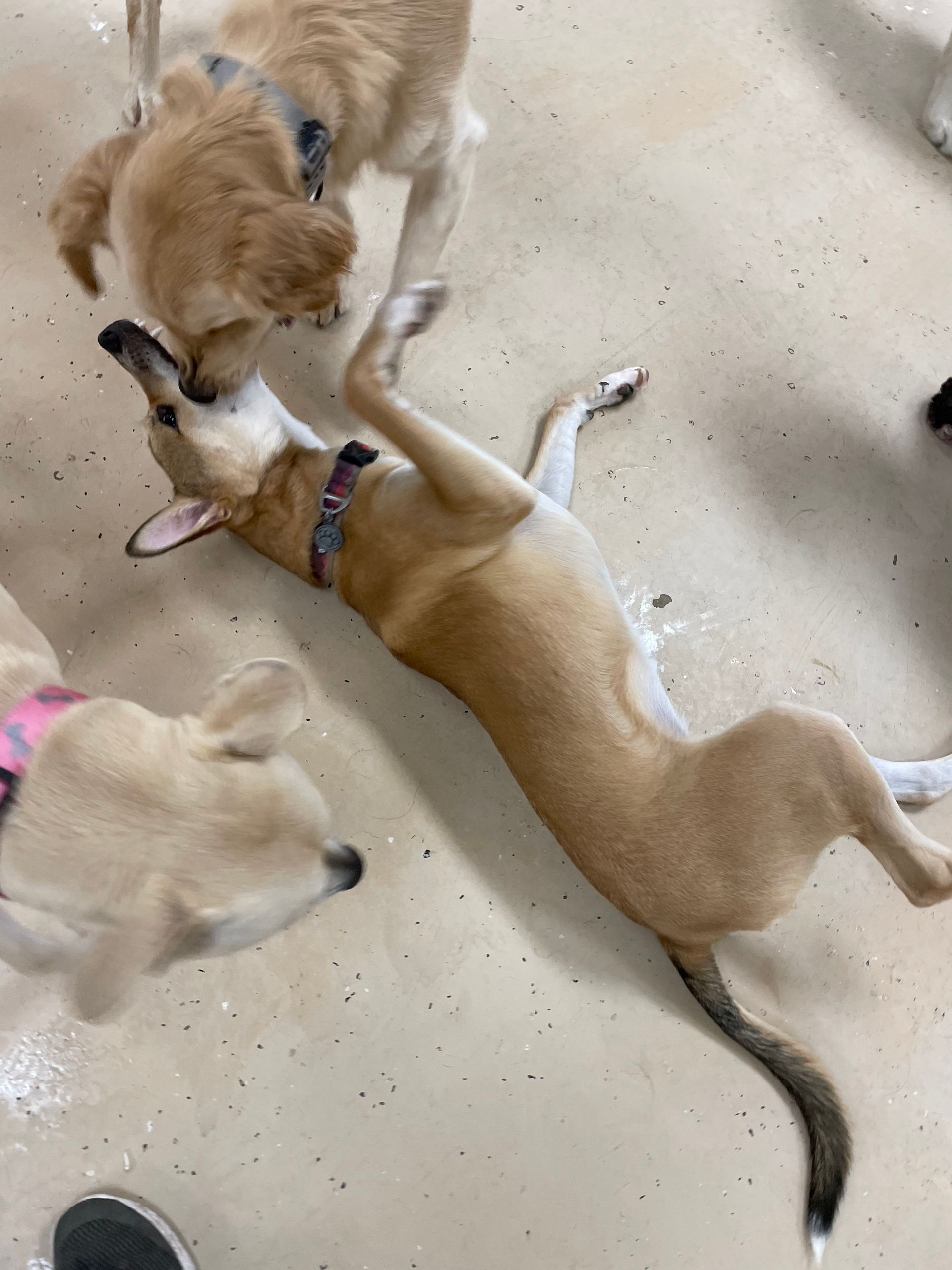 A group of dogs are playing with each other on the floor.