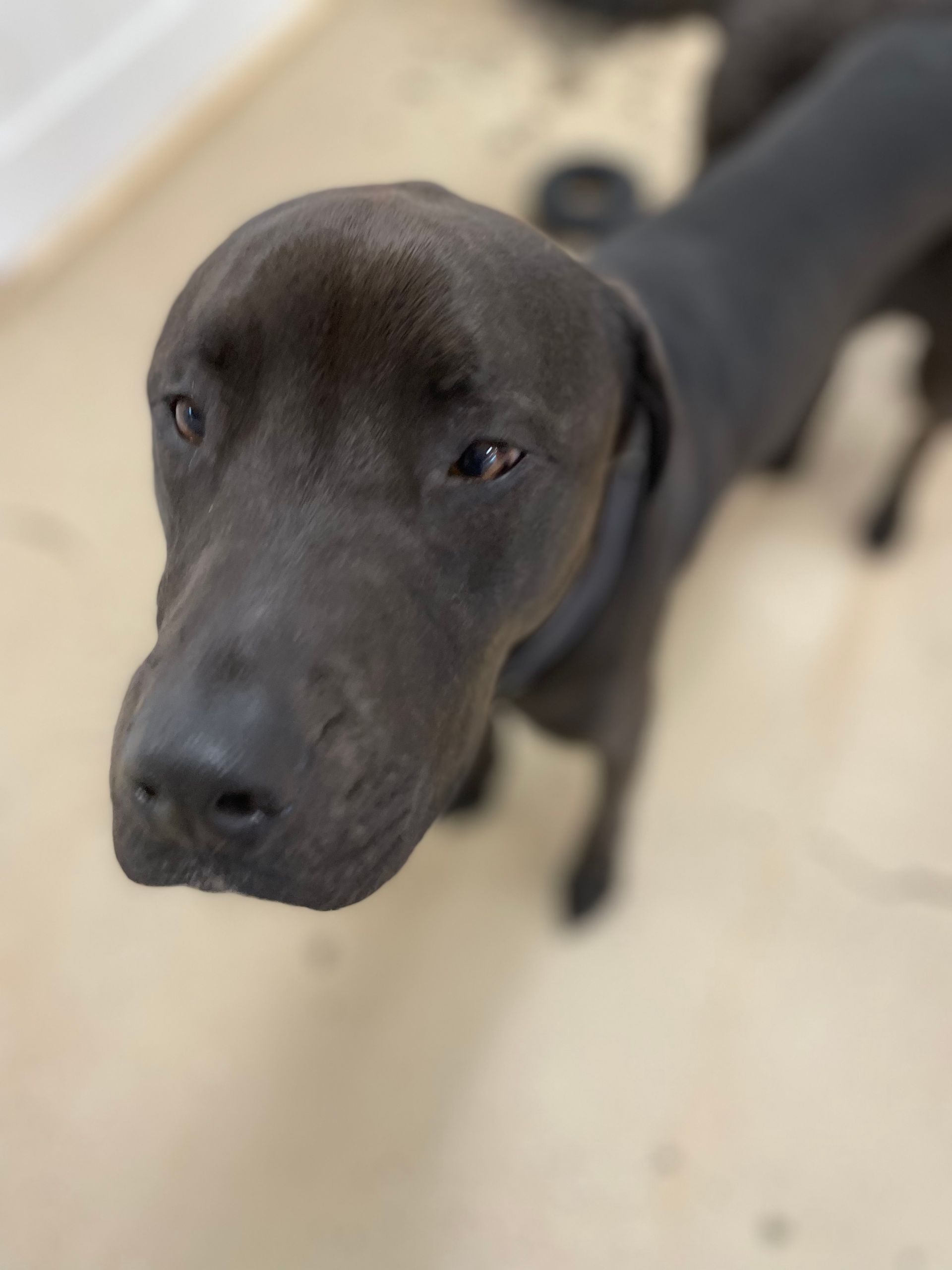 A close up of a black dog looking at the camera