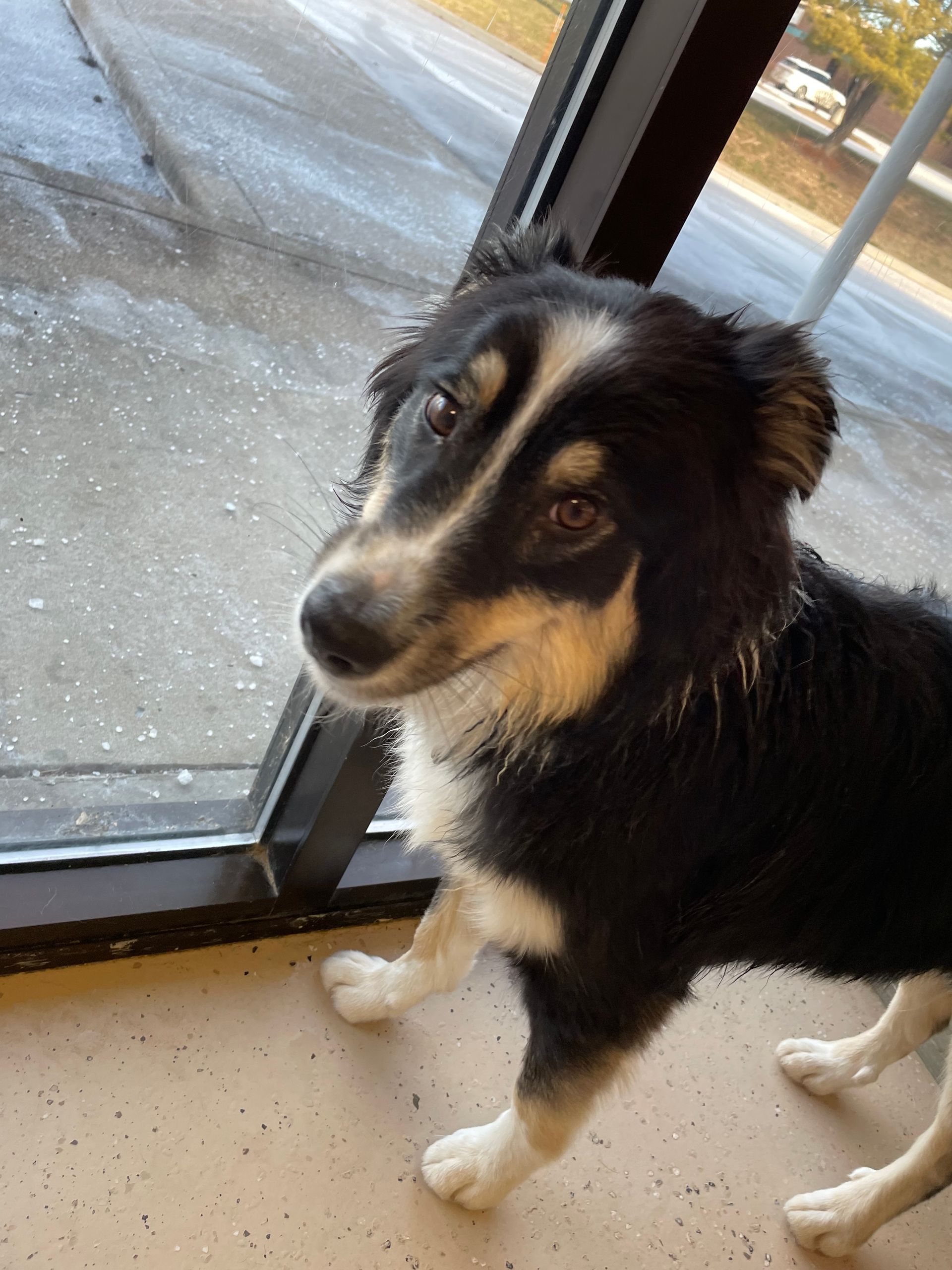 A black and white dog is standing in front of a window.