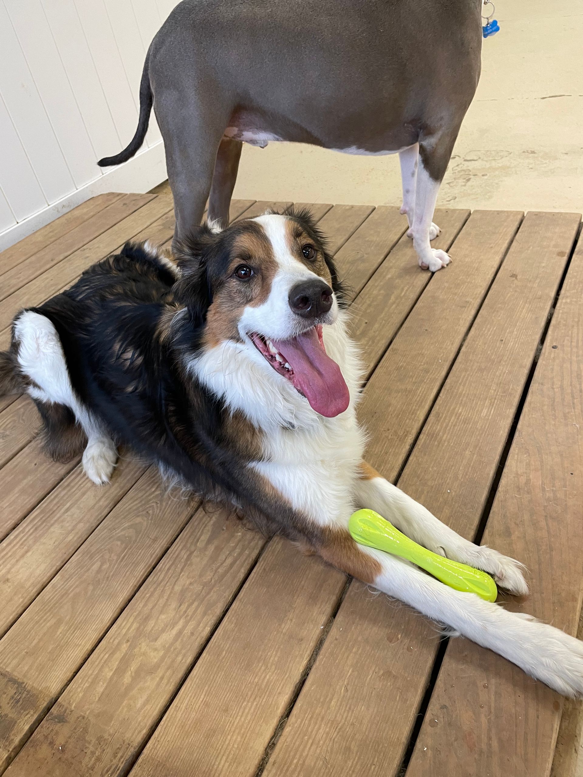Two dogs are playing with a toy on a wooden floor.