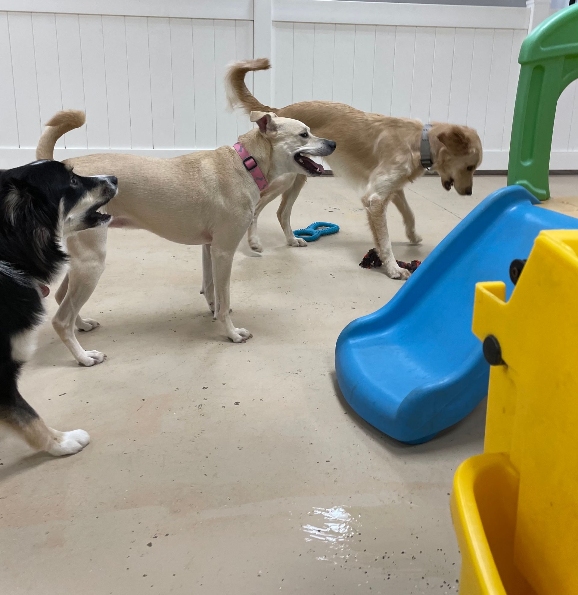 Three dogs are playing in a room with a slide