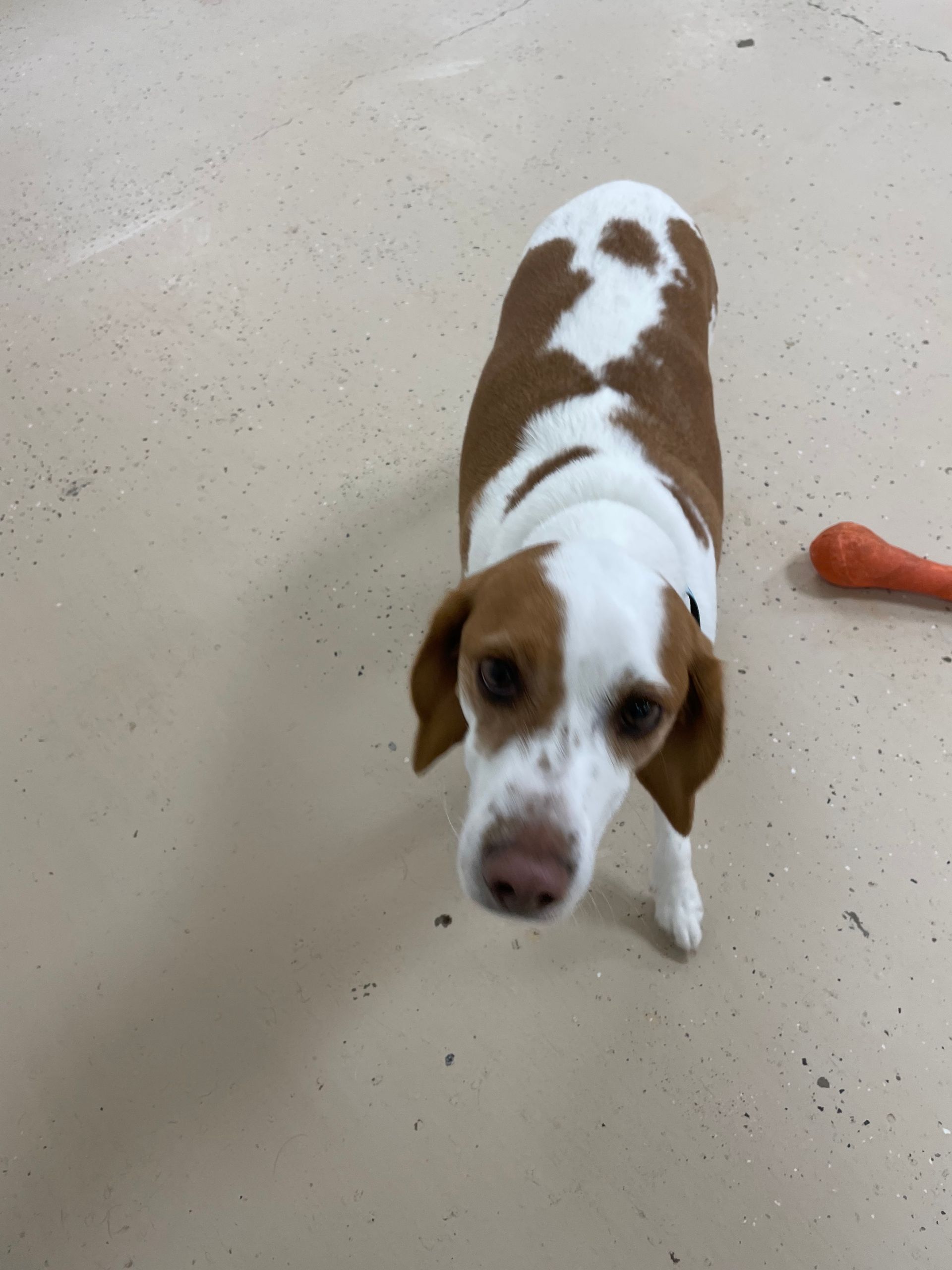 A brown and white dog is standing next to a carrot on the floor.