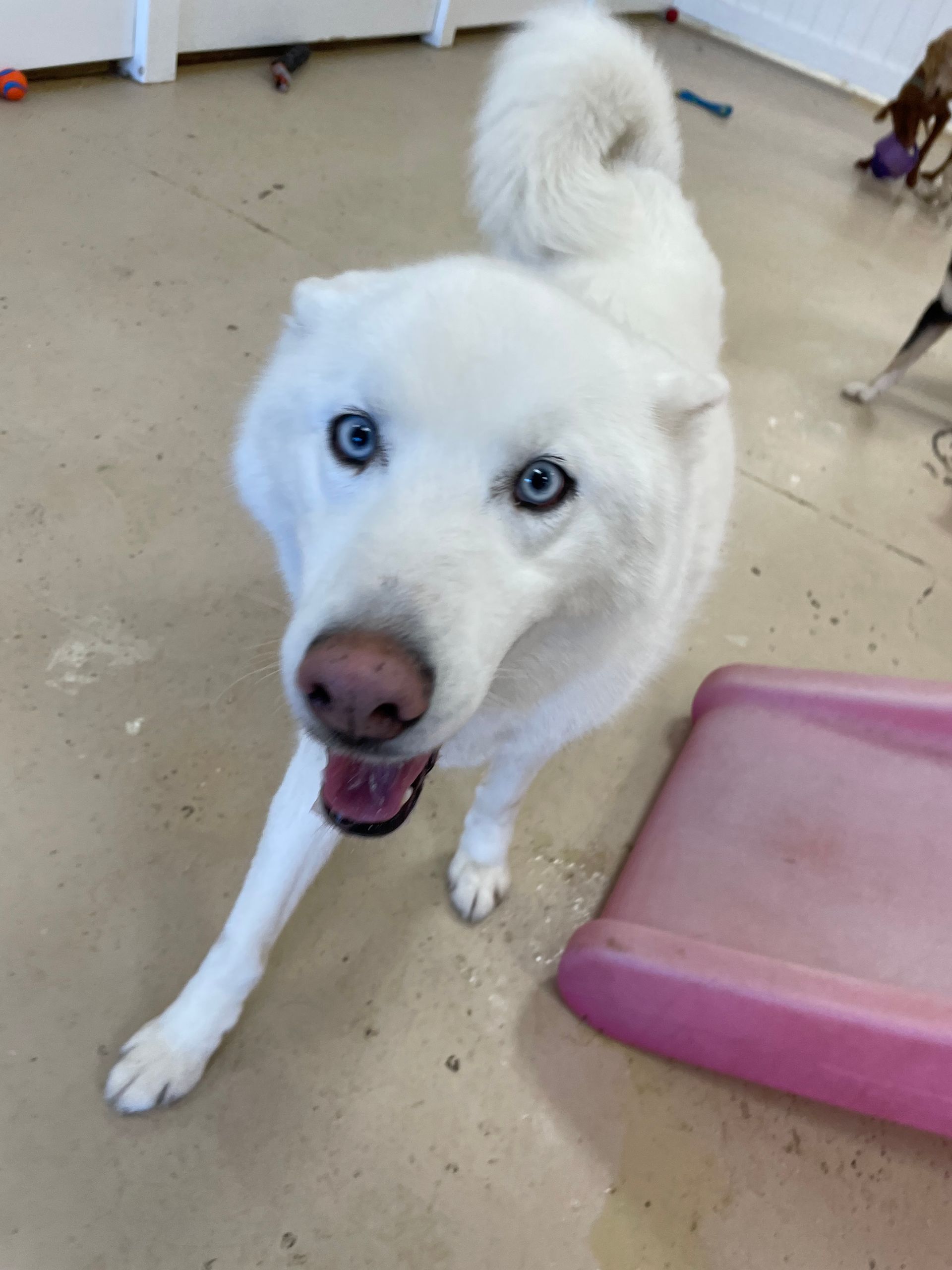 A white dog with blue eyes is standing in a room looking at the camera.