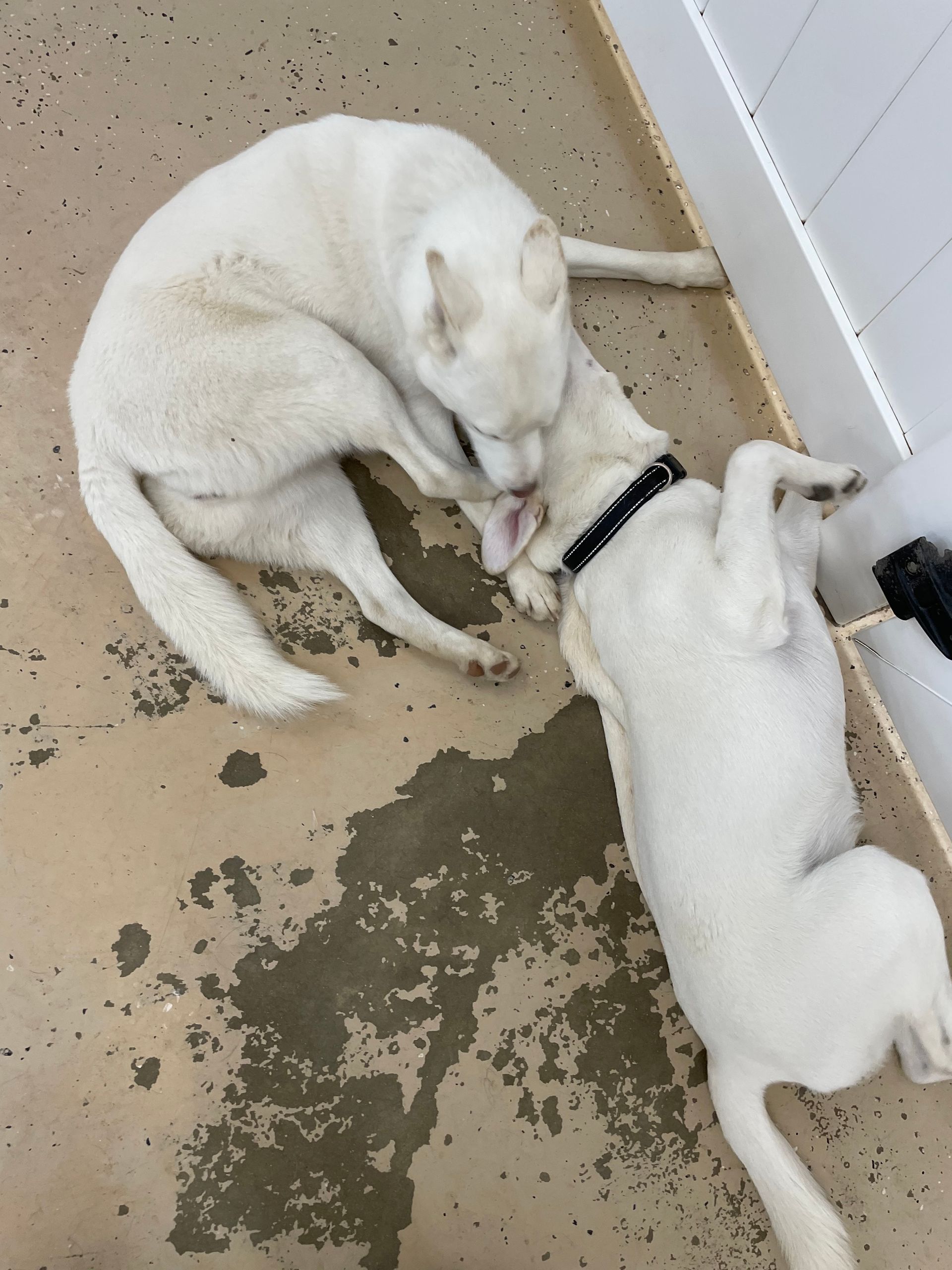 Two white dogs are playing with each other on the floor