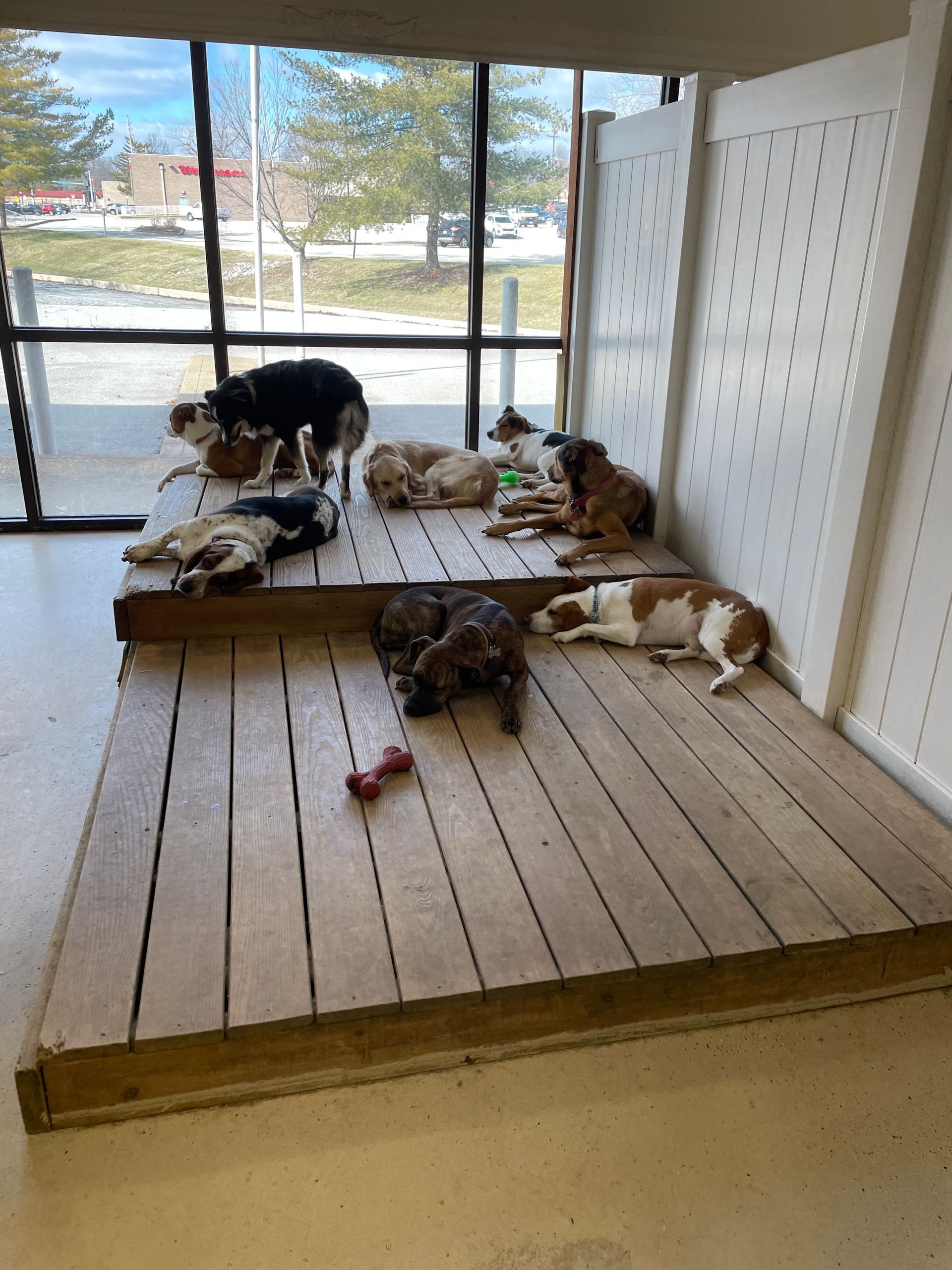 A group of dogs are laying on a wooden platform in a room.