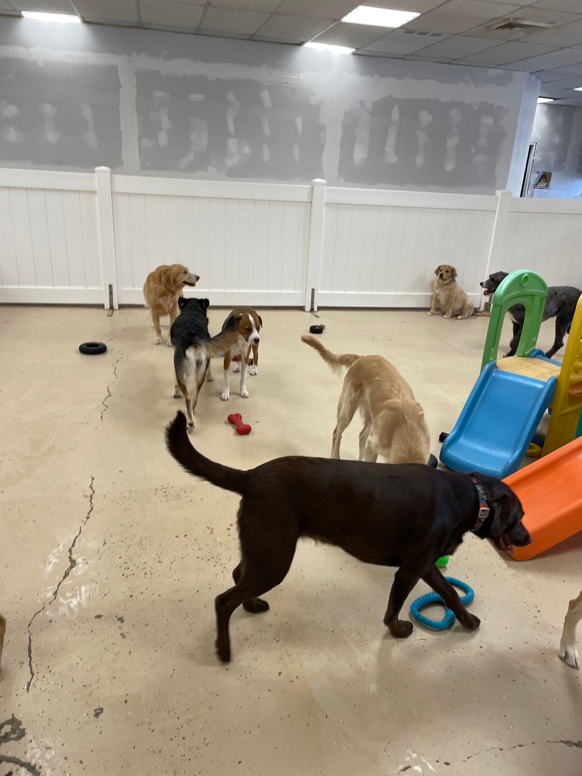 A group of dogs are playing in a room with a slide