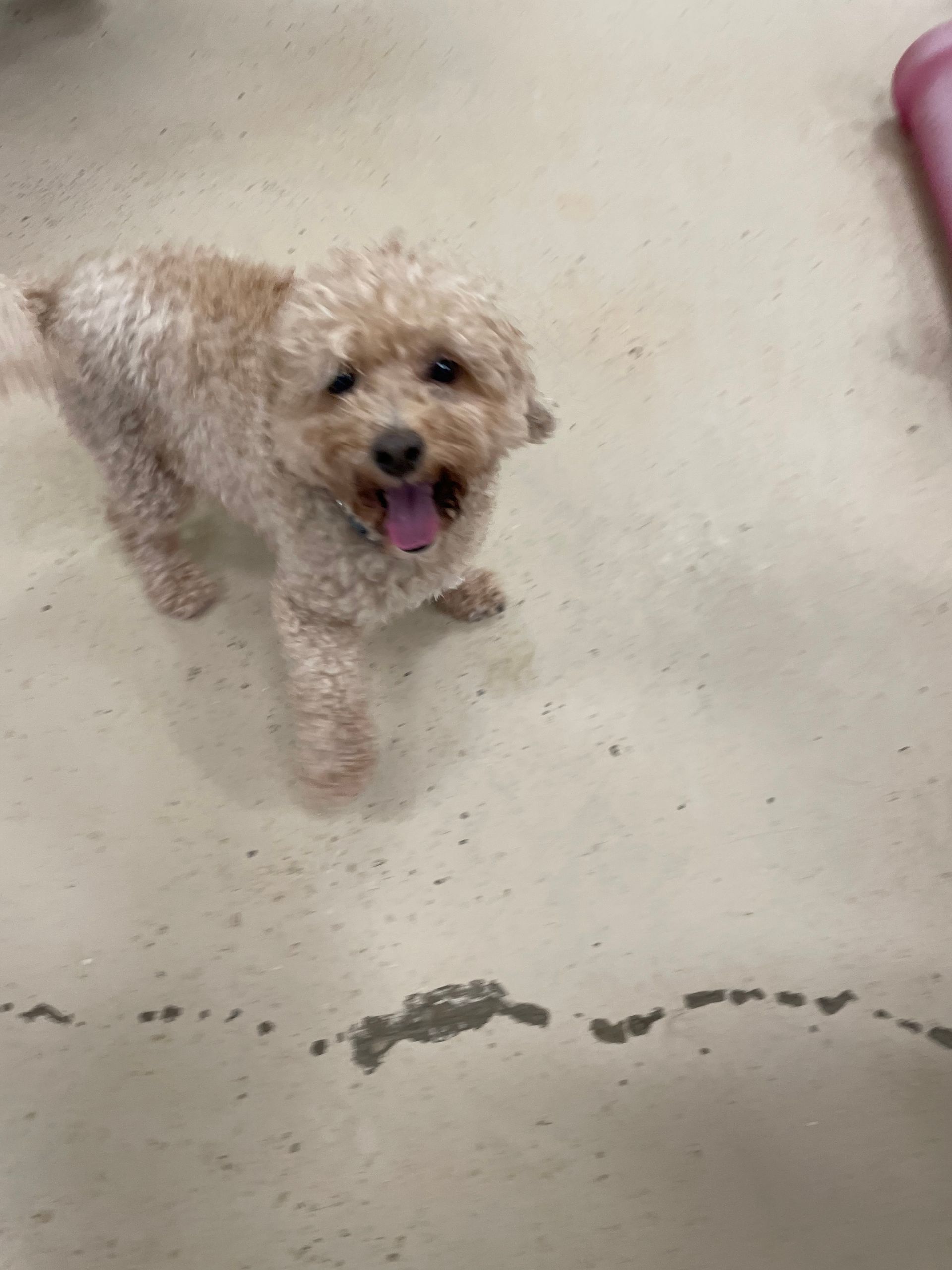 A small dog is standing on a white floor with its tongue out.