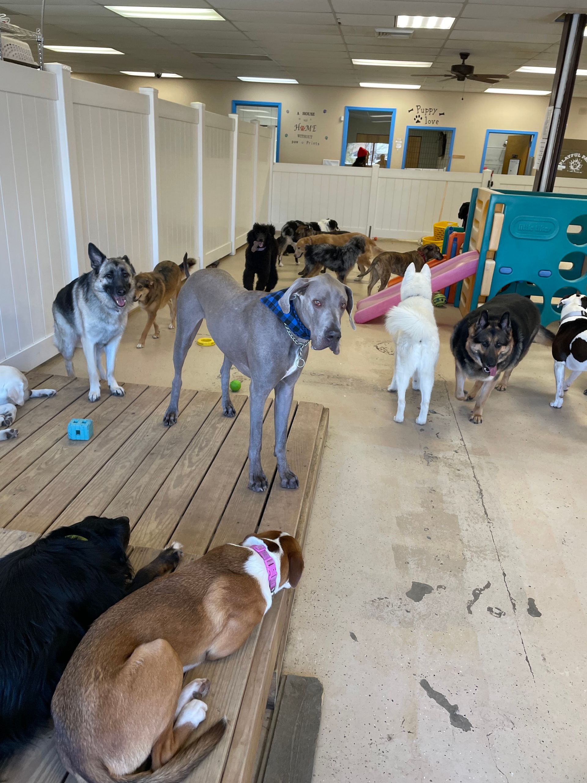 A group of dogs are playing in a room.