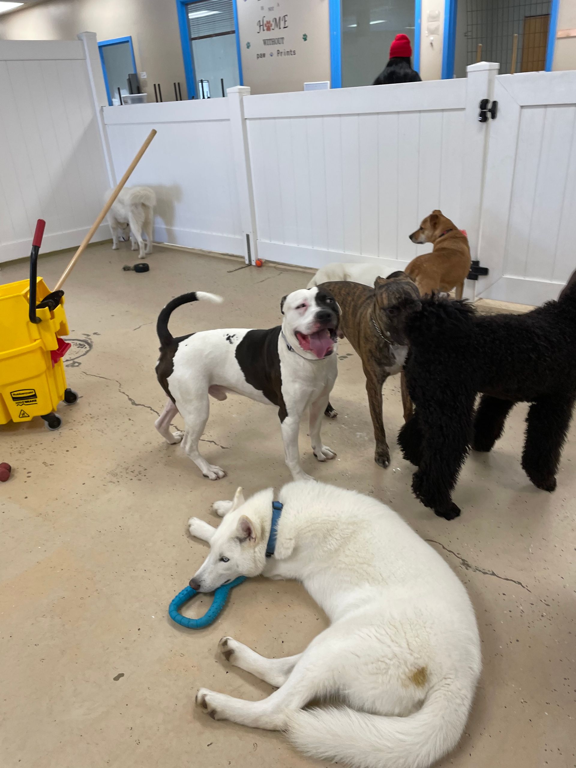 A group of dogs are playing in a room with a yellow mop in the background