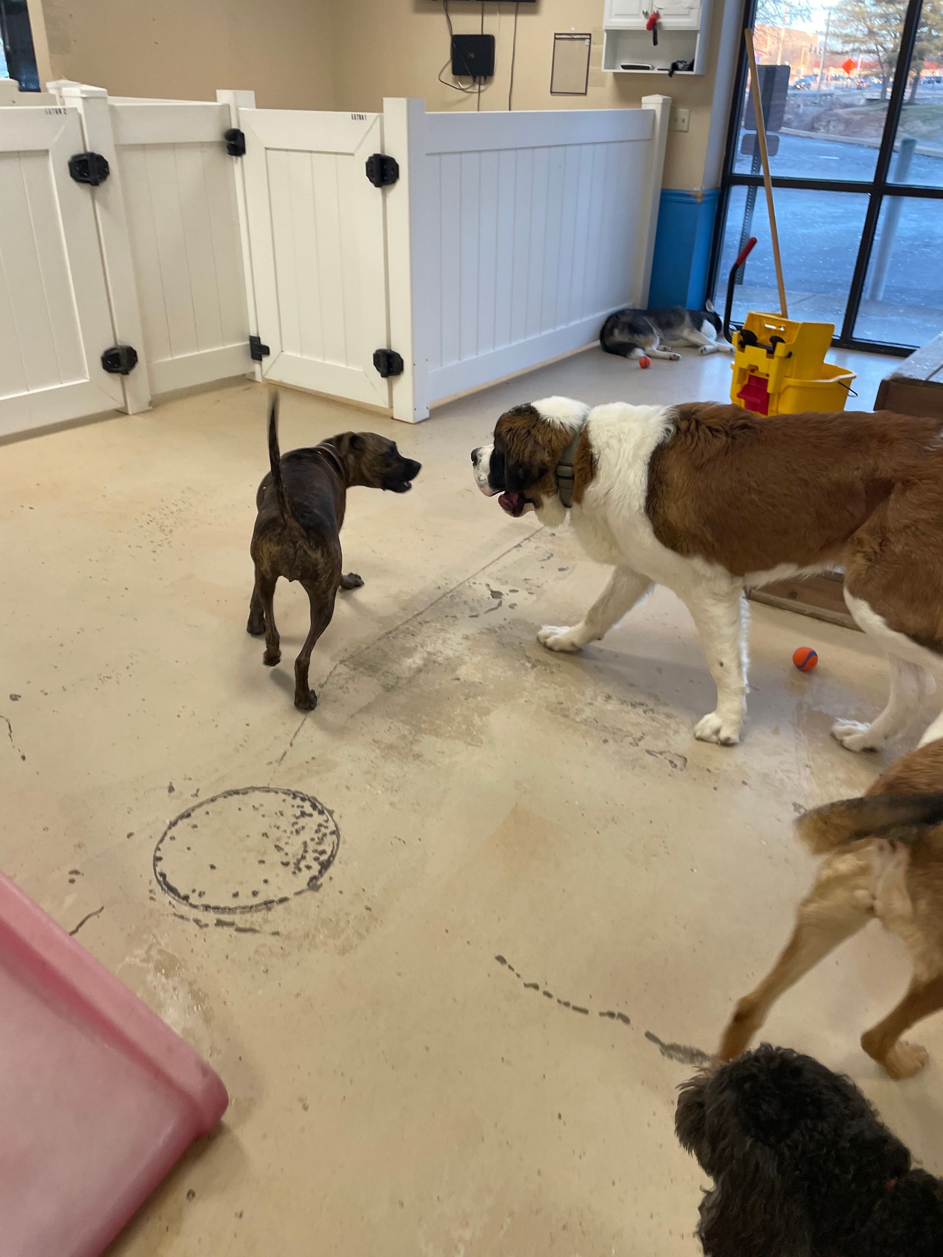 A group of dogs are playing in a room with a white fence
