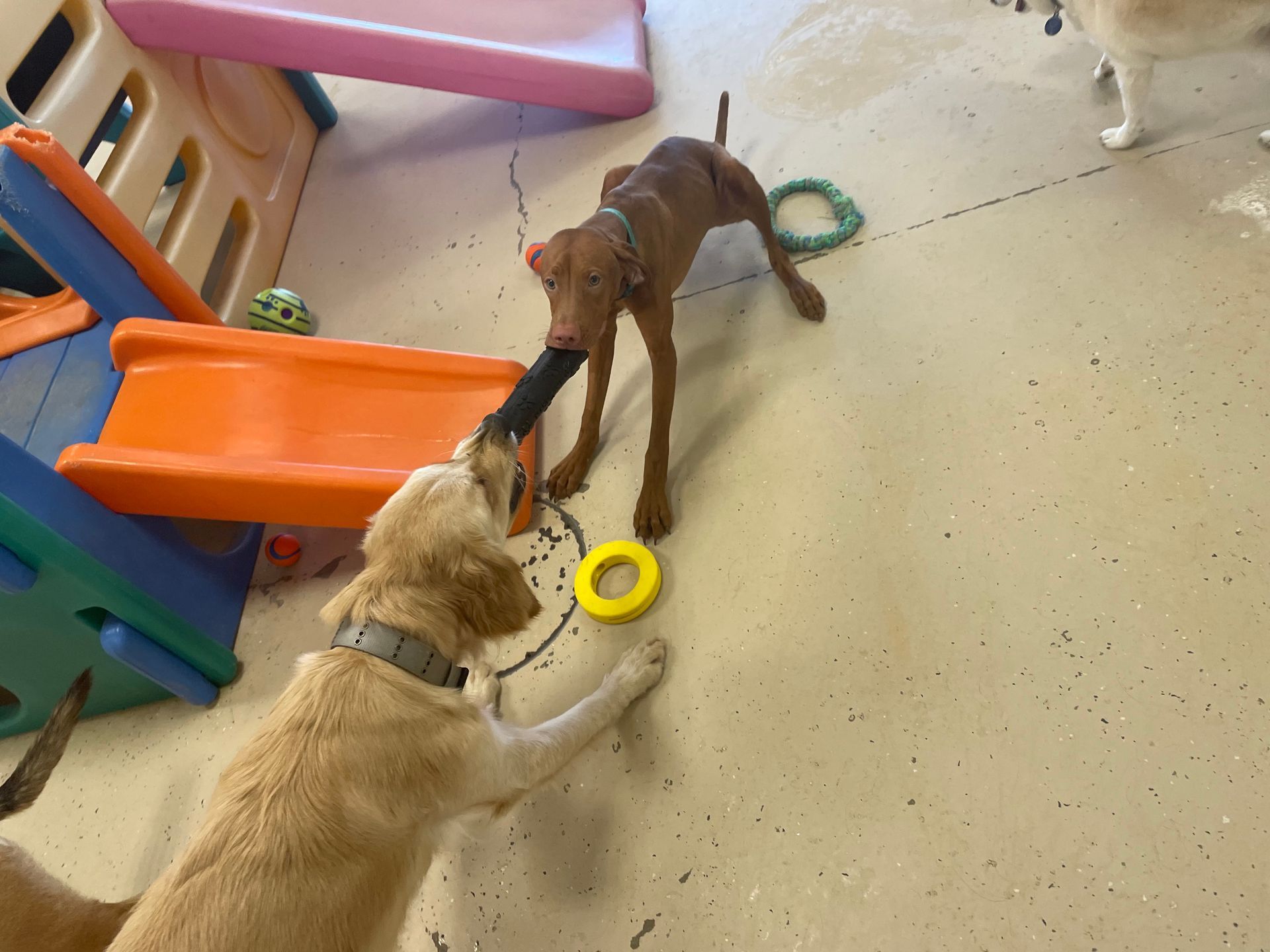 Two dogs are playing with a toy on the floor.