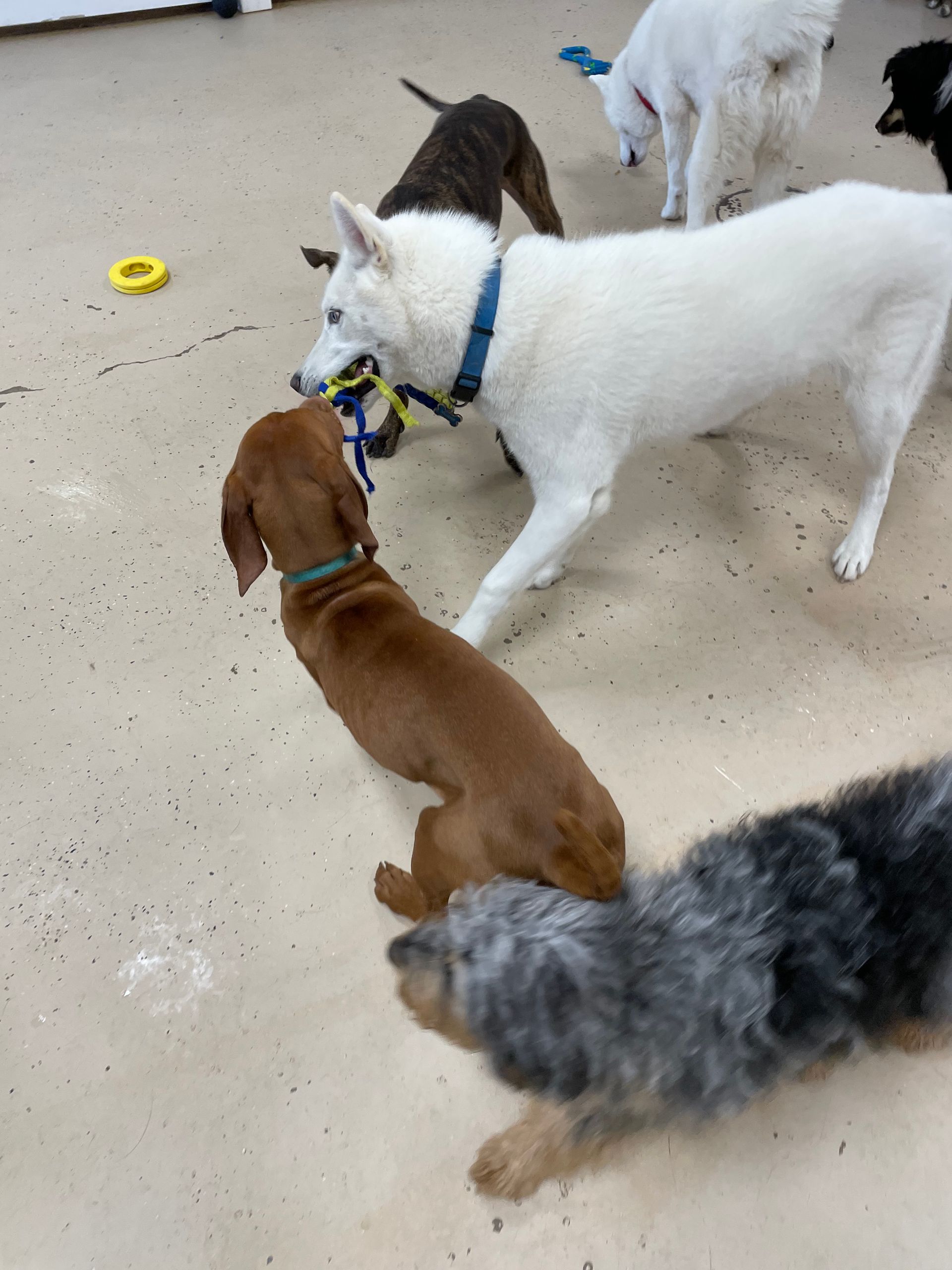 A group of dogs are playing with a toy on the floor
