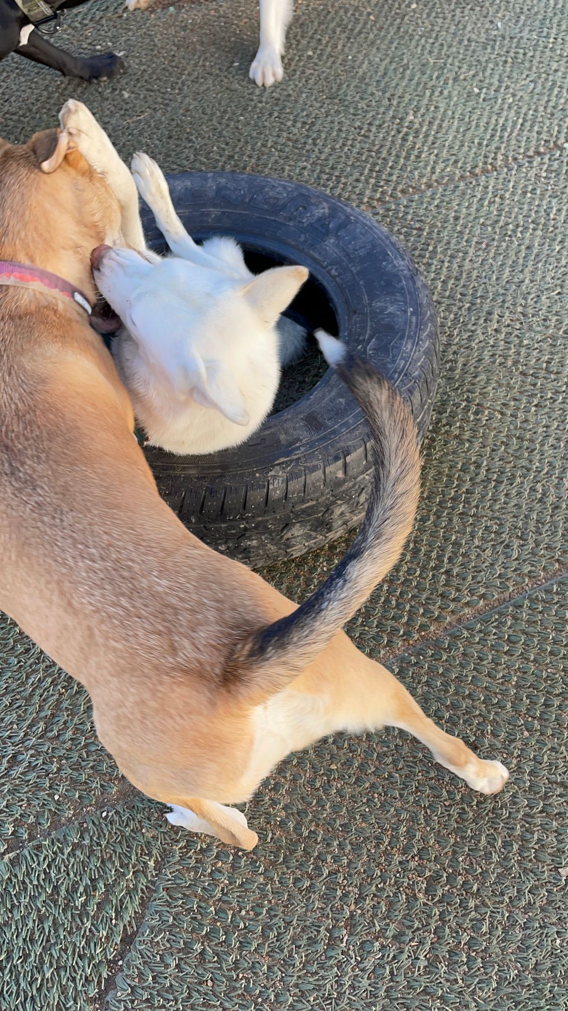 Two dogs are playing with a tire on the ground.