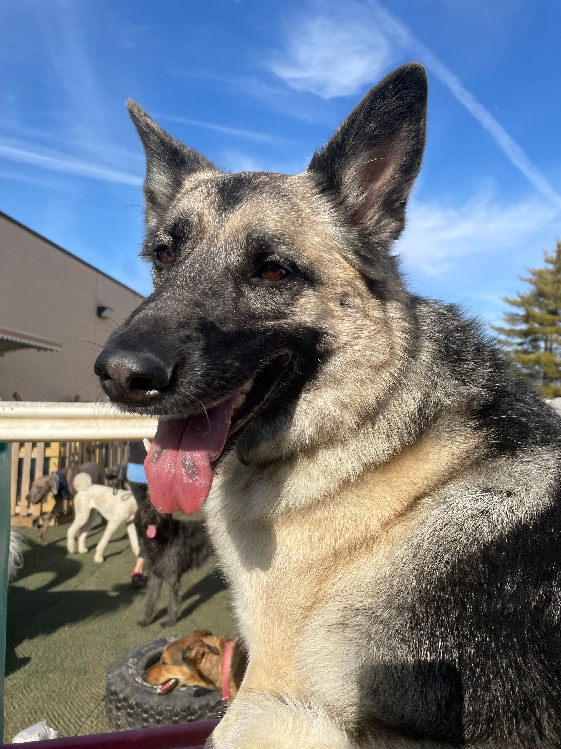 A close up of a german shepherd dog with its tongue out.