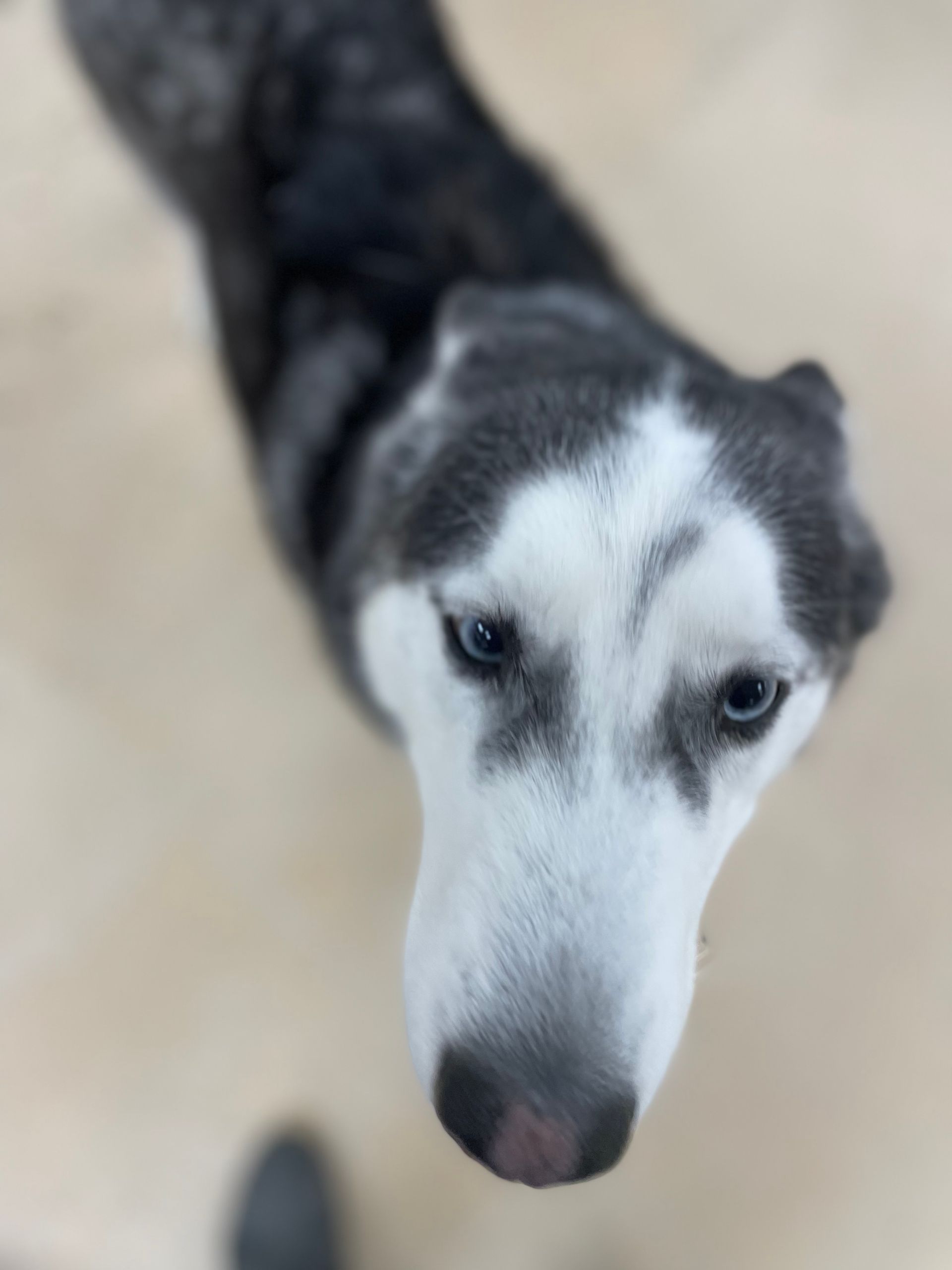 A close up of a husky dog looking up at the camera