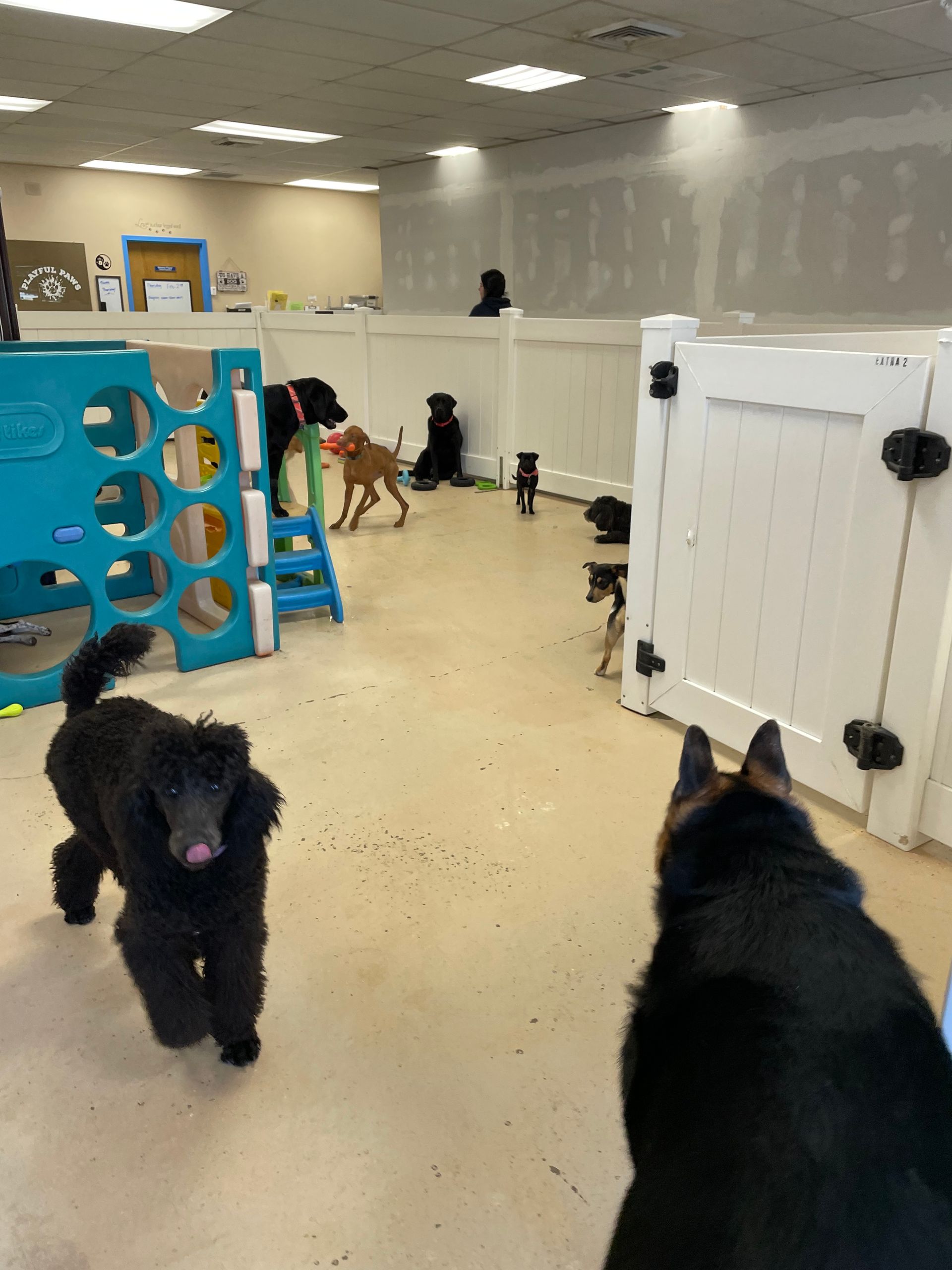 A group of dogs are playing in a room with a white fence