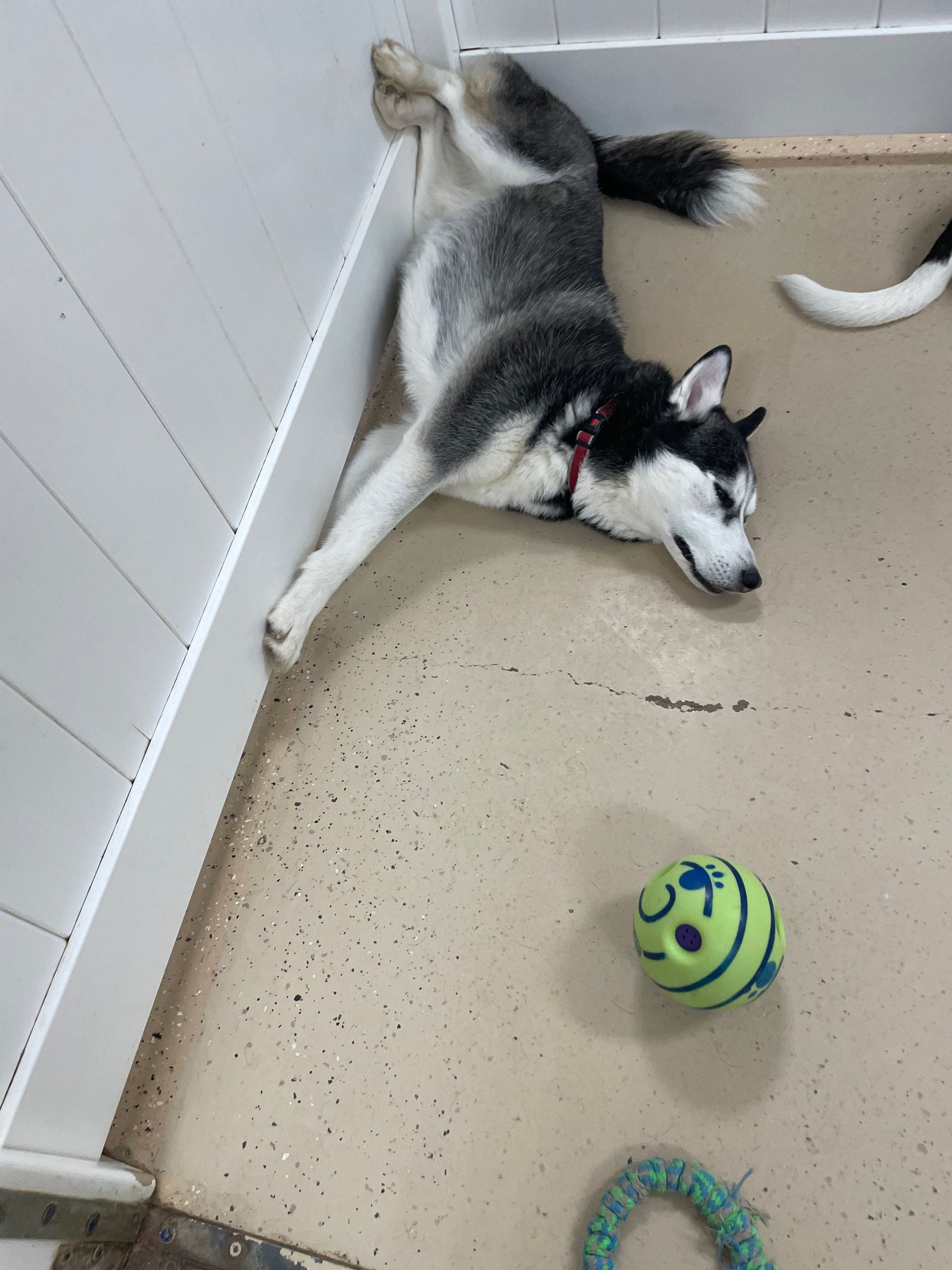 A husky dog is laying on its back on the floor next to a ball.