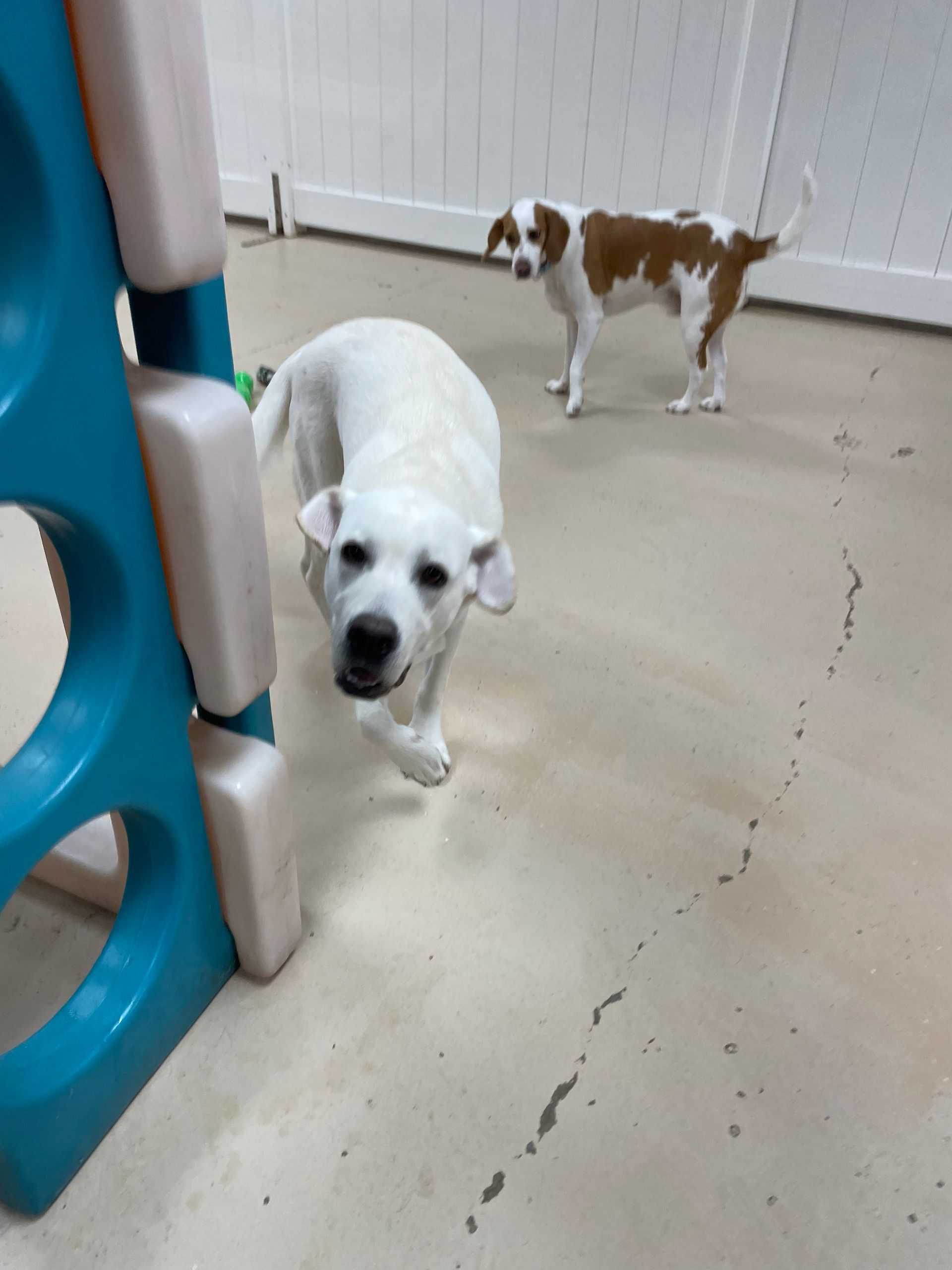 A brown and white dog standing next to a white dog