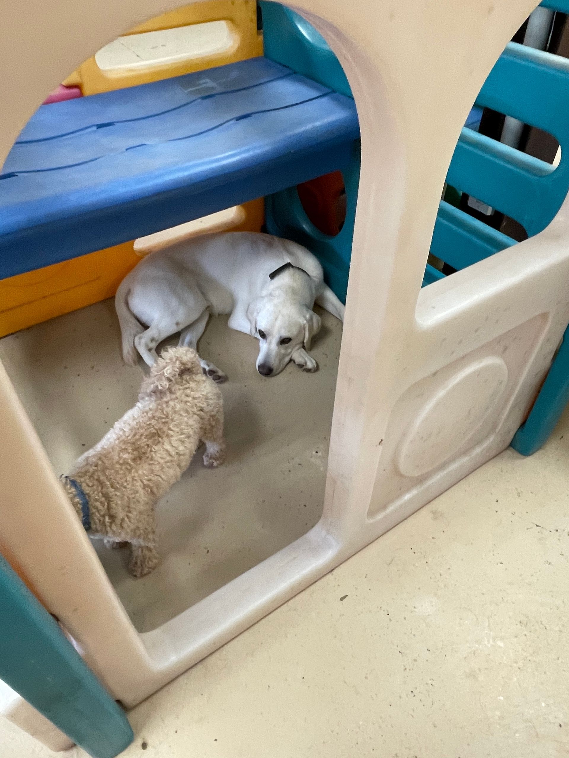 Two dogs are laying in a playhouse on the floor