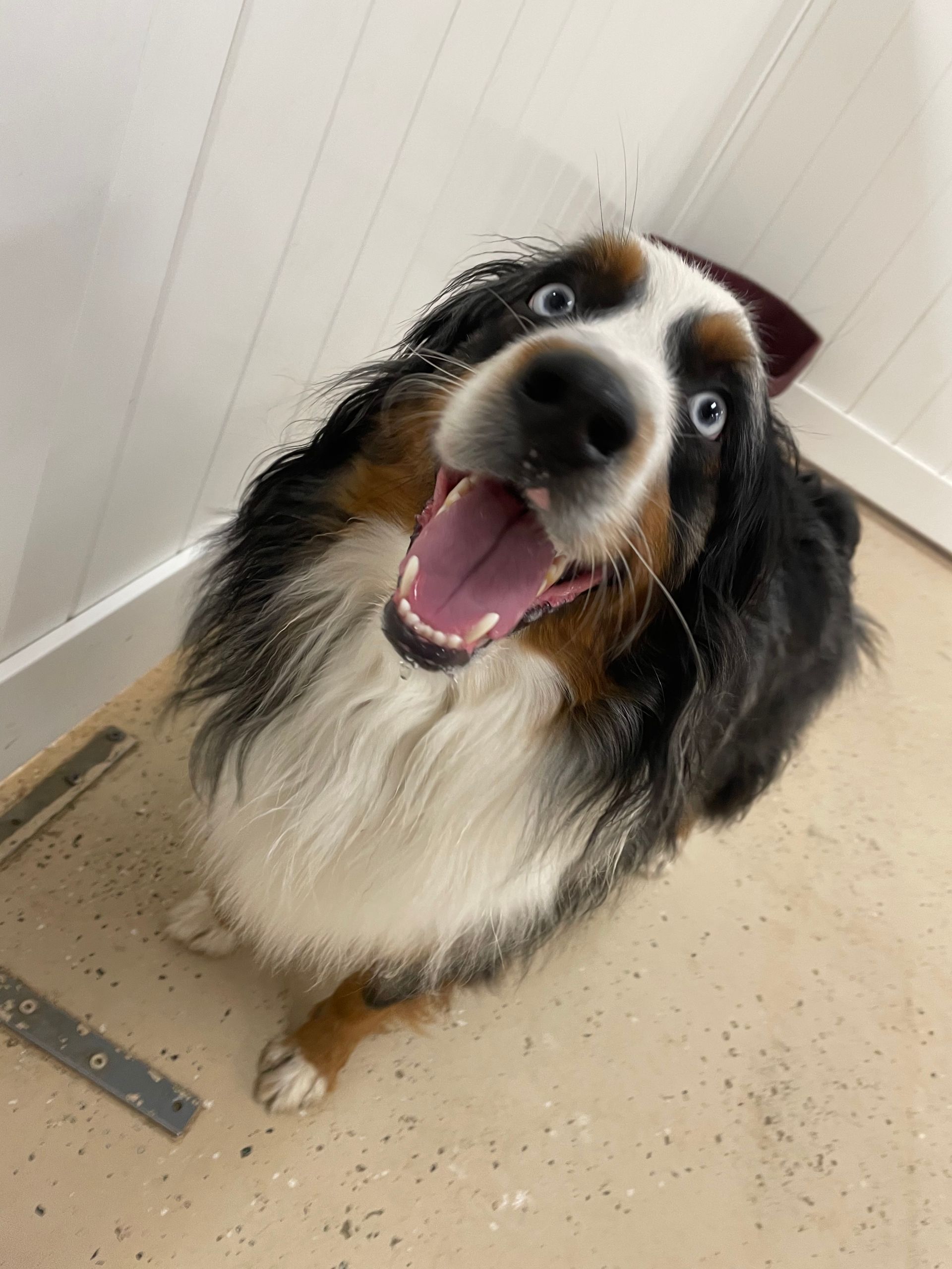 A dog is sitting on the floor with its mouth open and looking up at the camera.