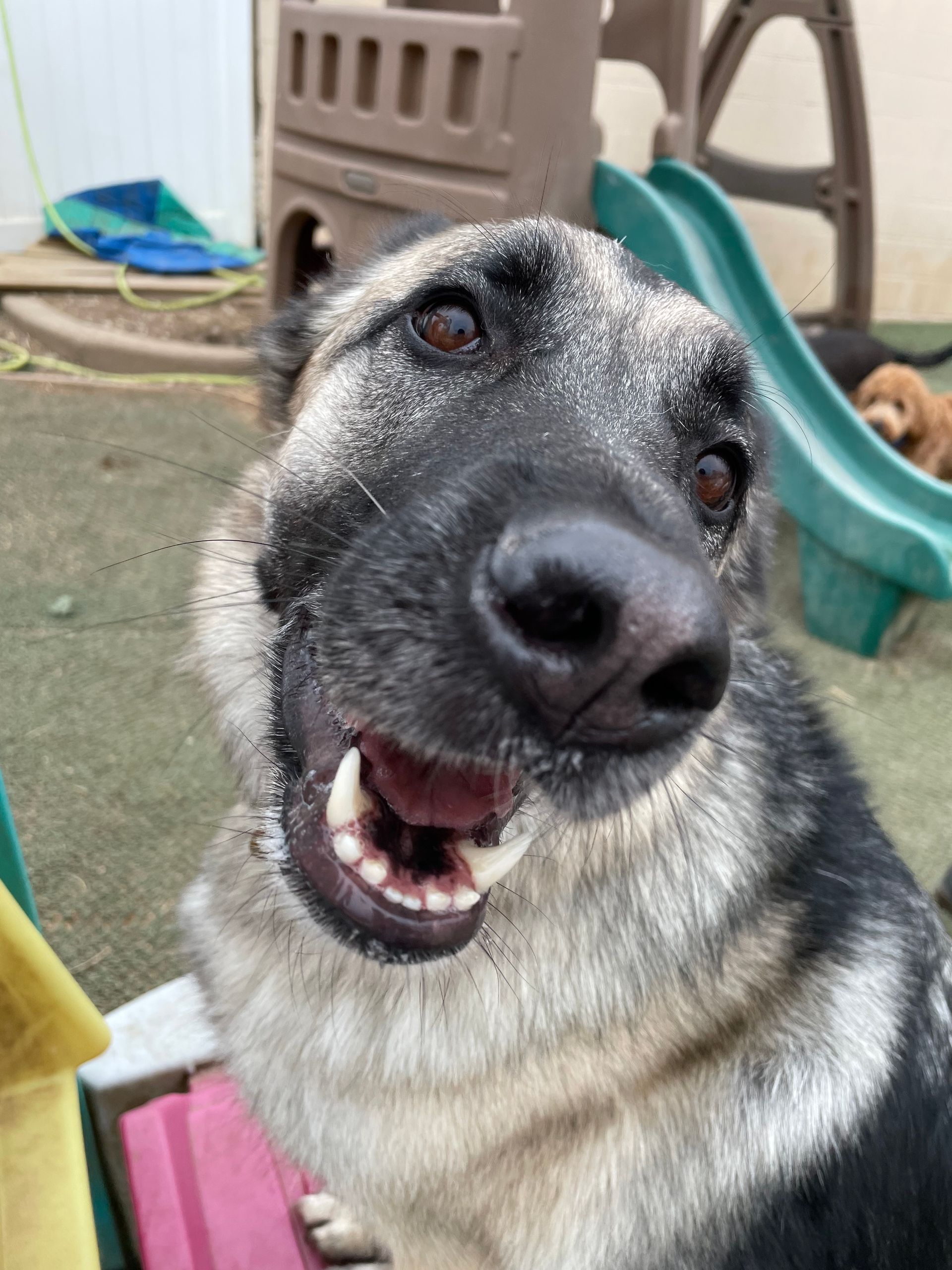 A german shepherd dog is smiling and looking at the camera.