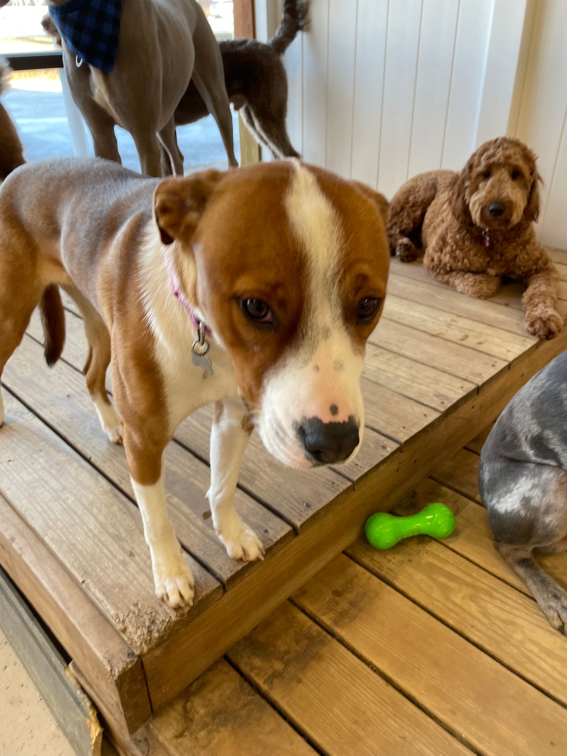 A brown and white dog standing next to a green toy