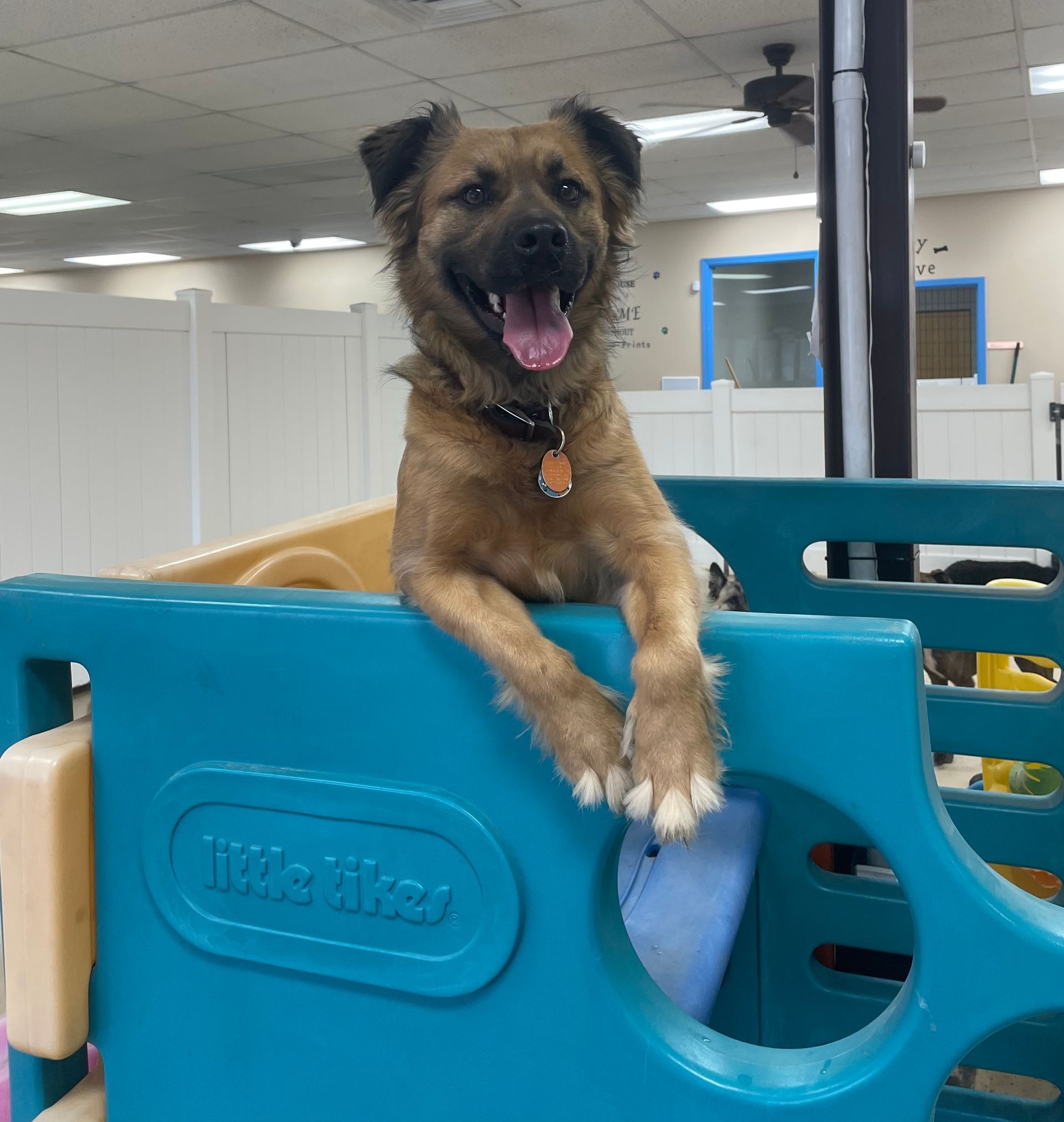A dog sitting on top of a little tikes fence