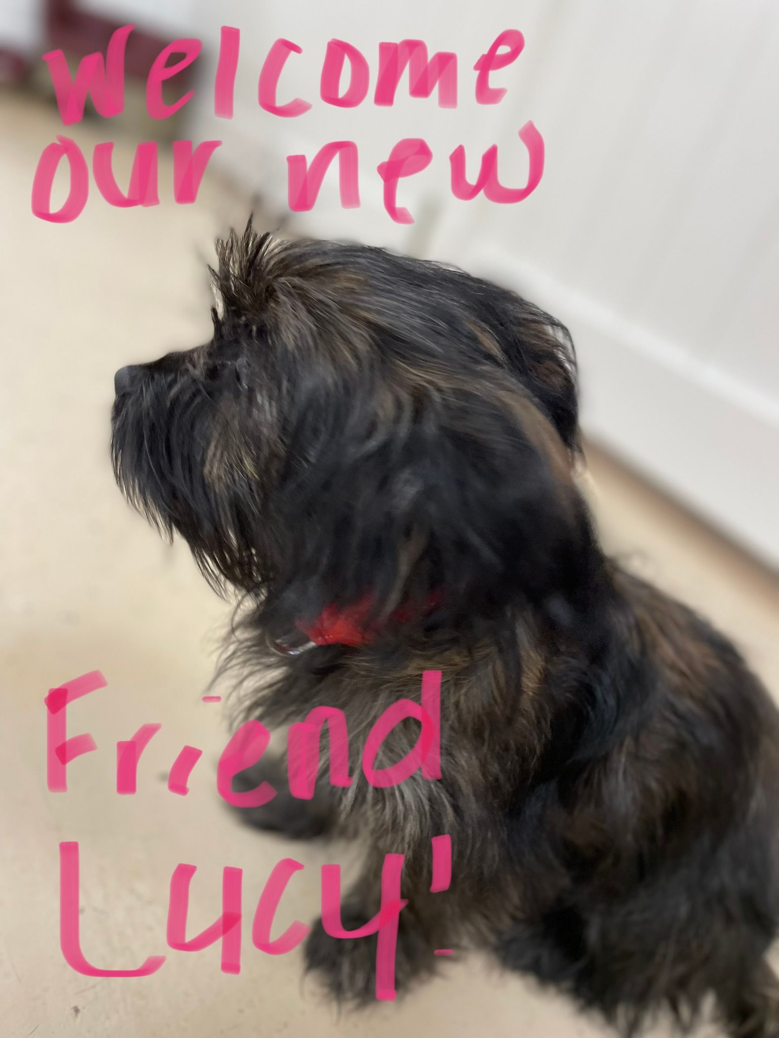 A picture of a dog with the words welcome our new friend lucy written on it