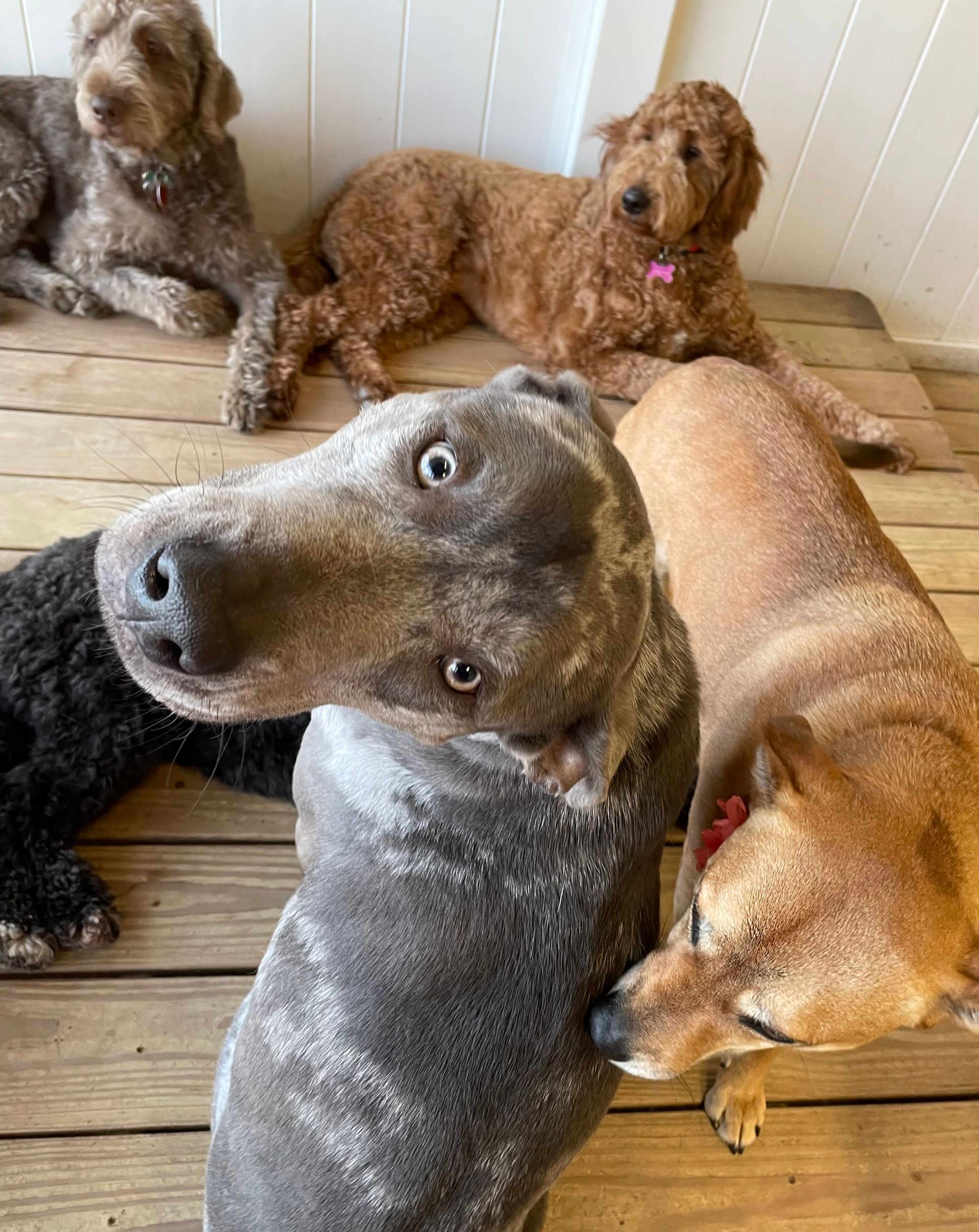 A group of dogs are laying on a wooden floor and looking at the camera.