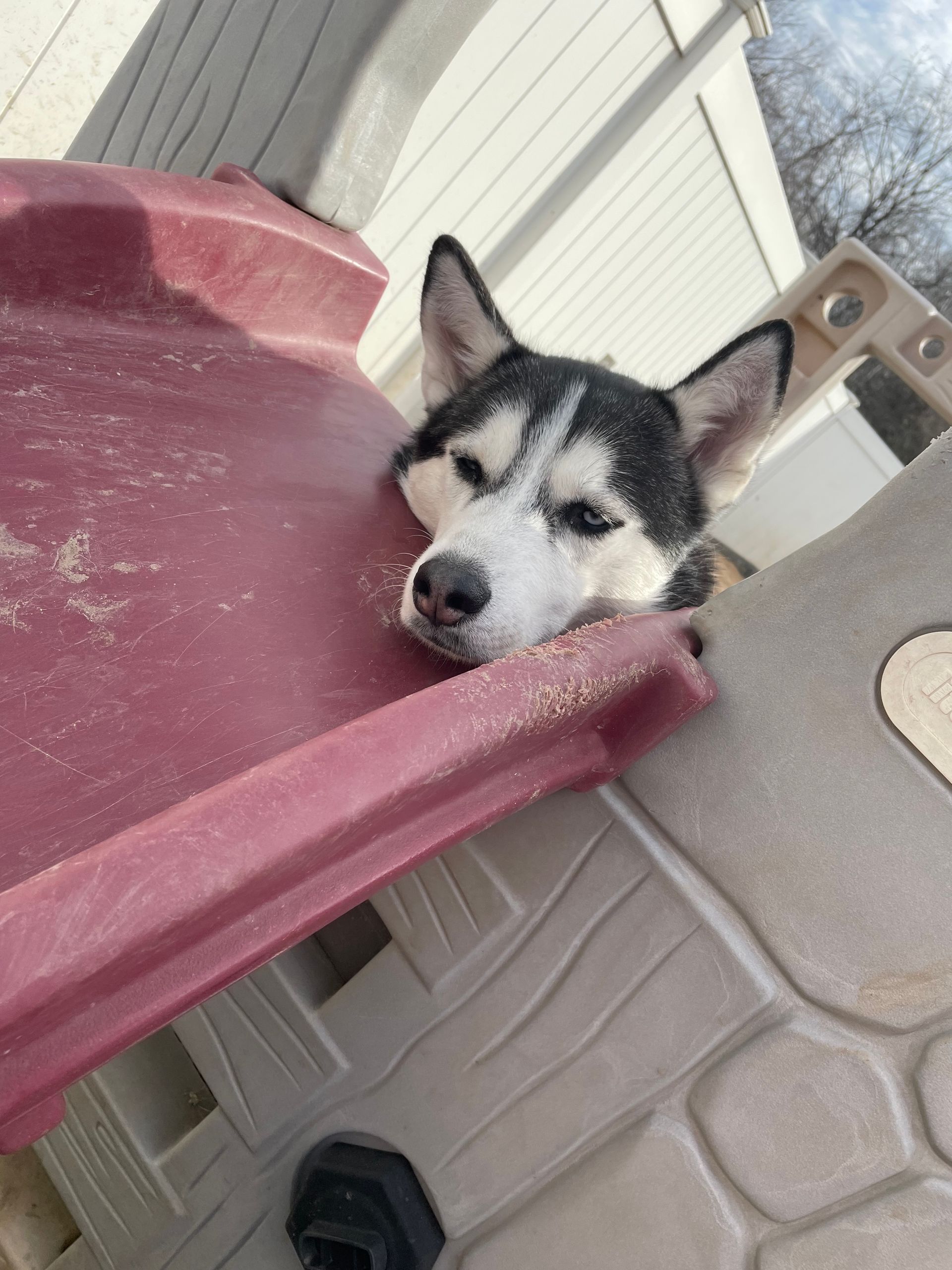 A husky dog is laying on top of a red slide.