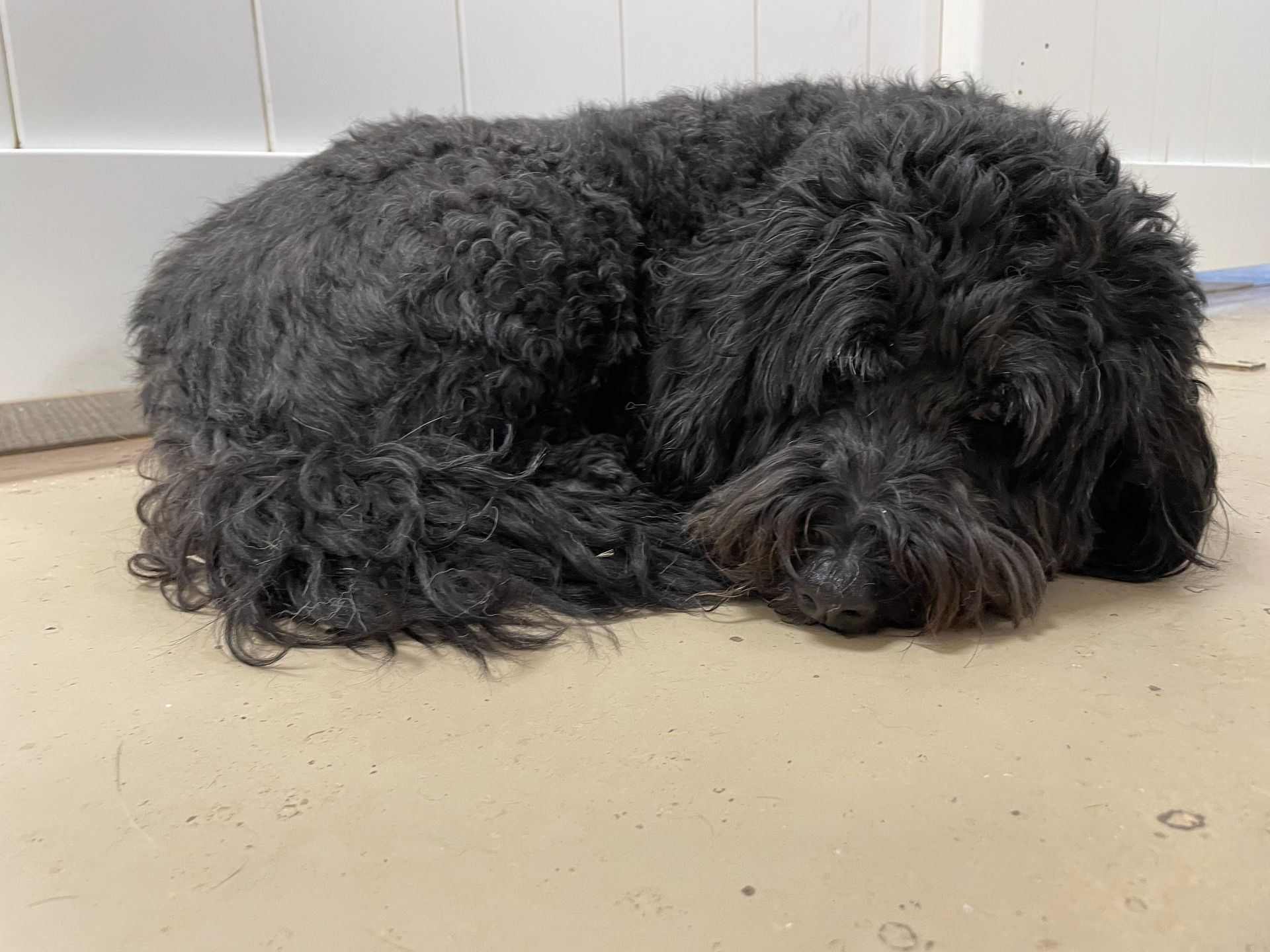 A black dog is sleeping on the floor in a room.