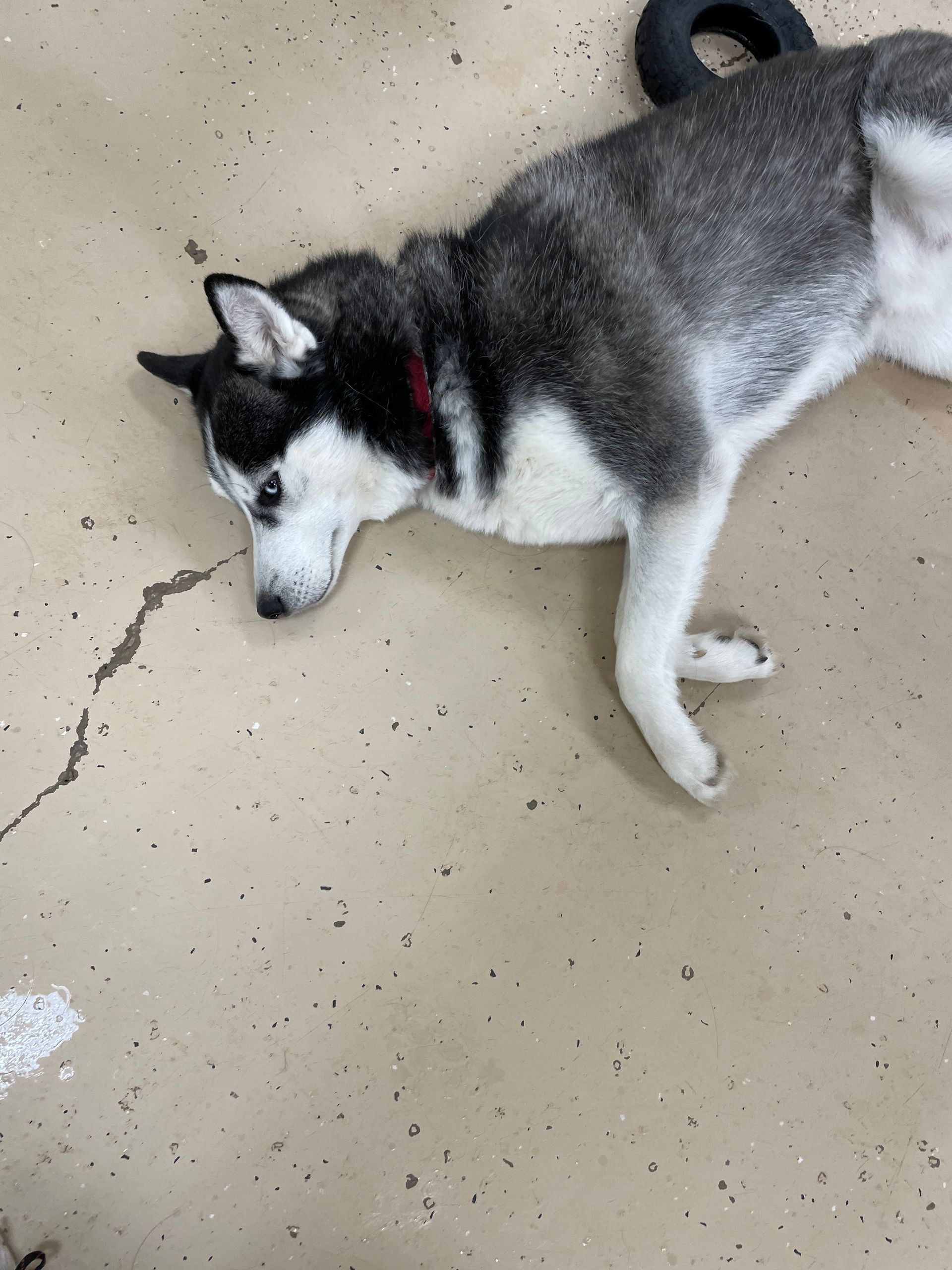 A black and white husky dog is laying on the floor.