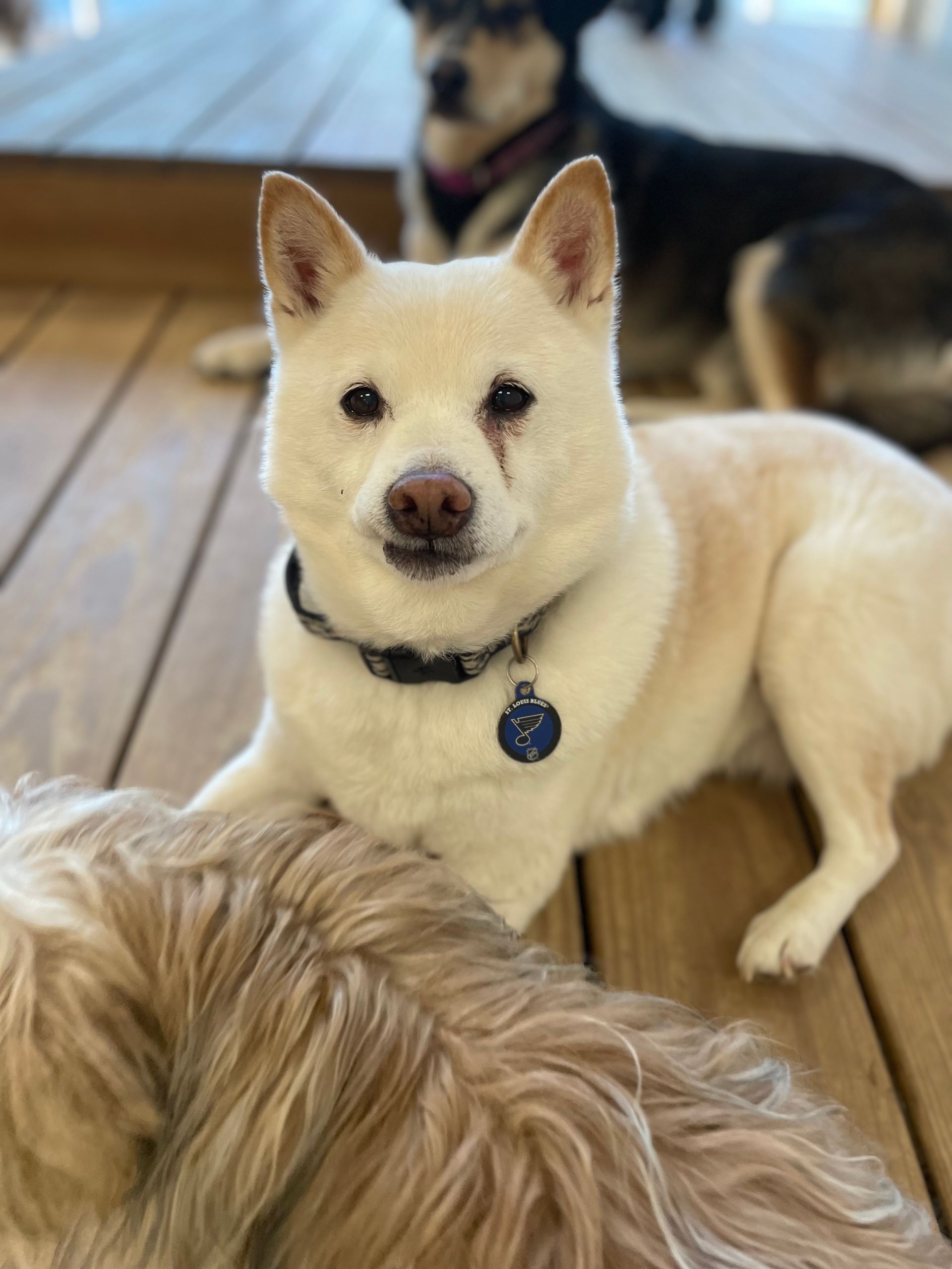 A white dog is laying on a wooden floor next to another dog