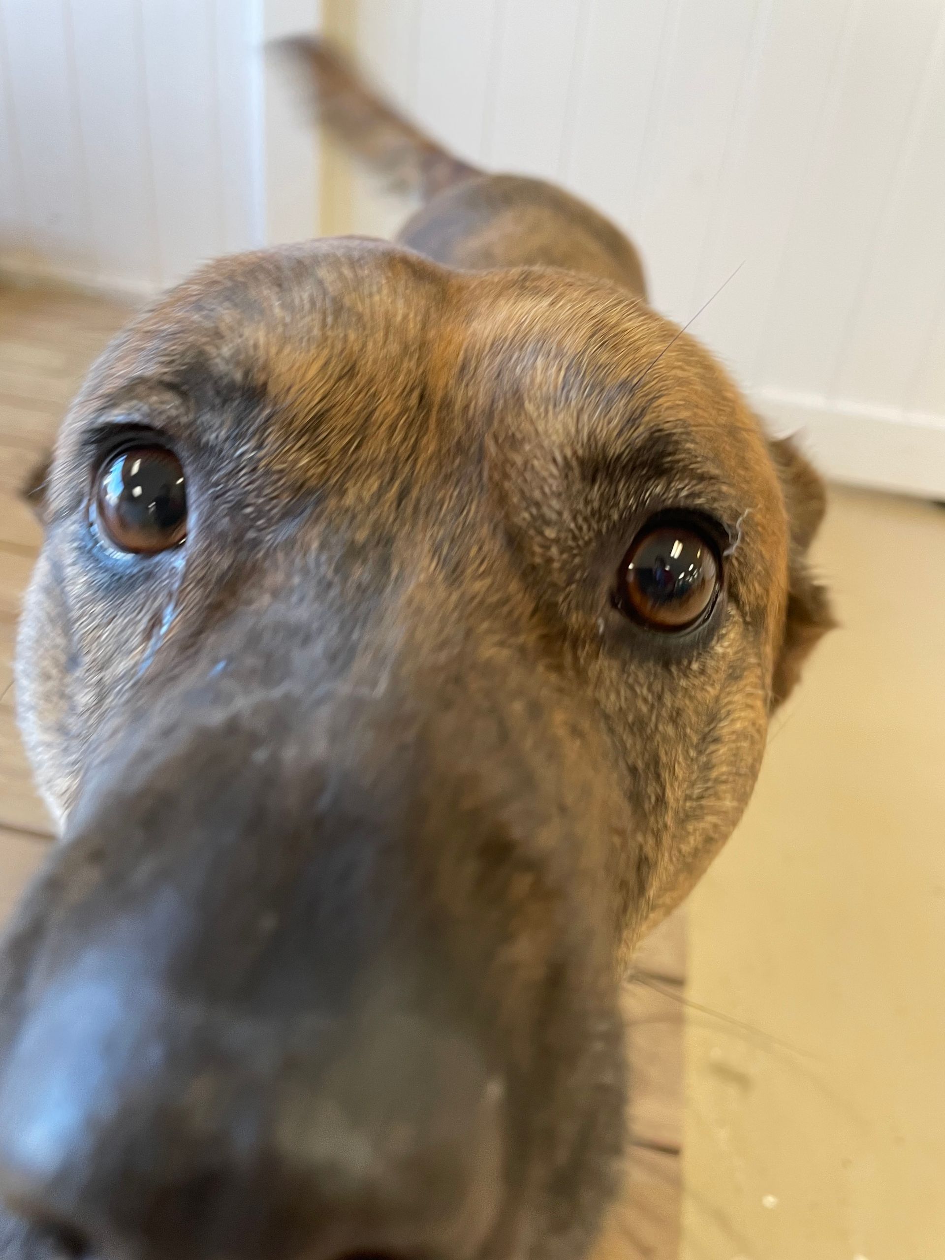 A close up of a dog 's face looking at the camera.