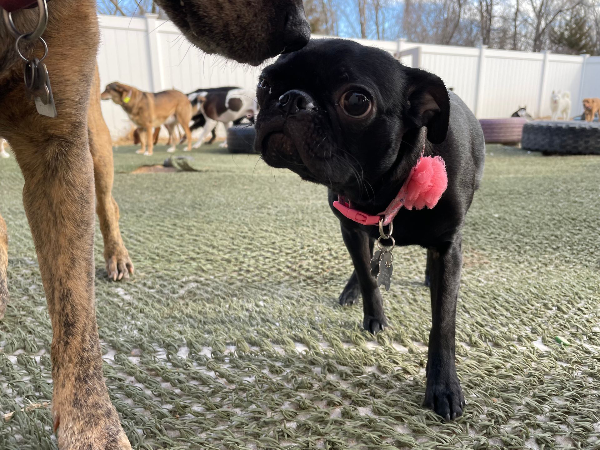 A black dog with a pink collar is standing next to a brown dog.