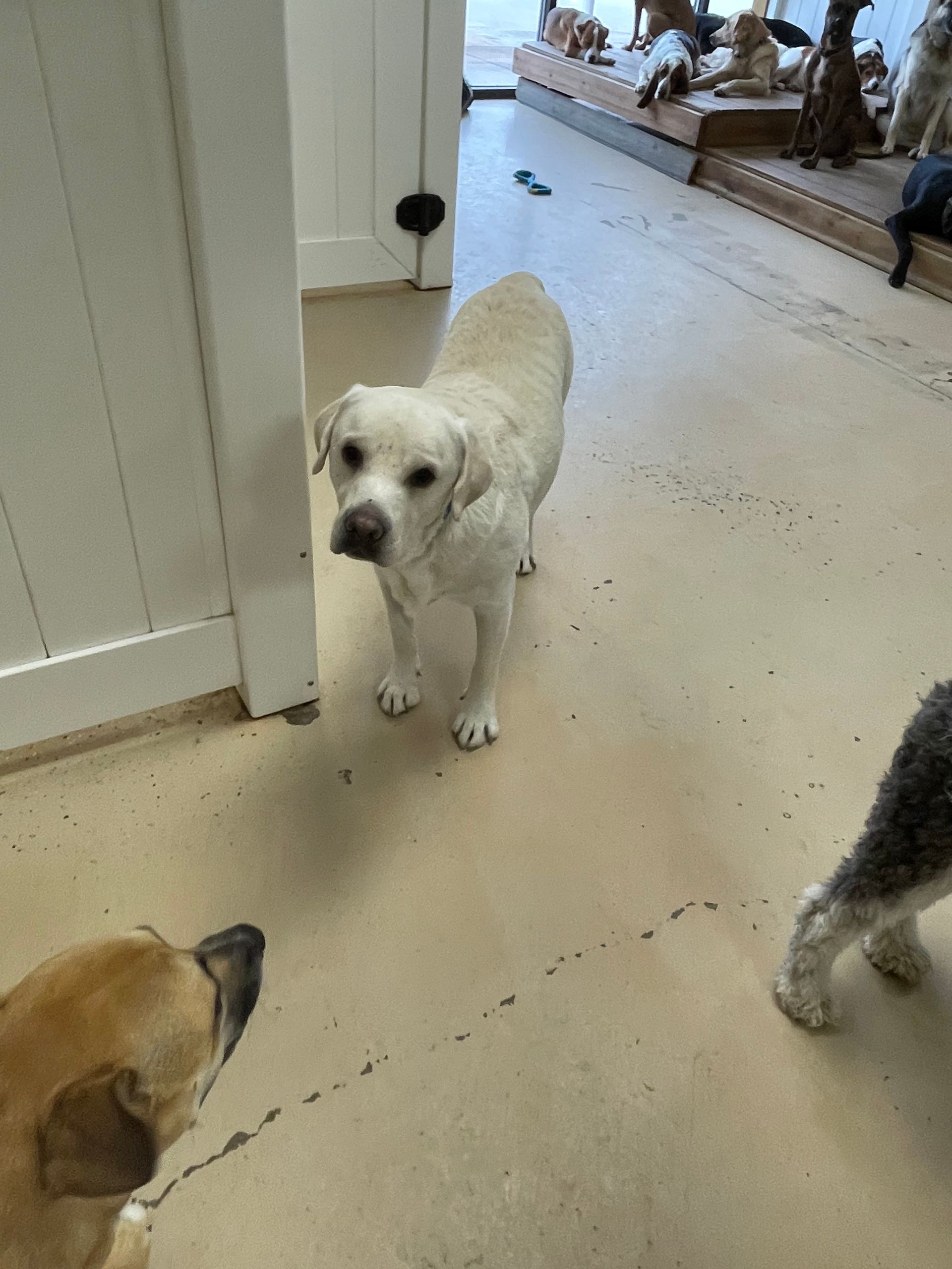 A white dog is standing in a room with other dogs.