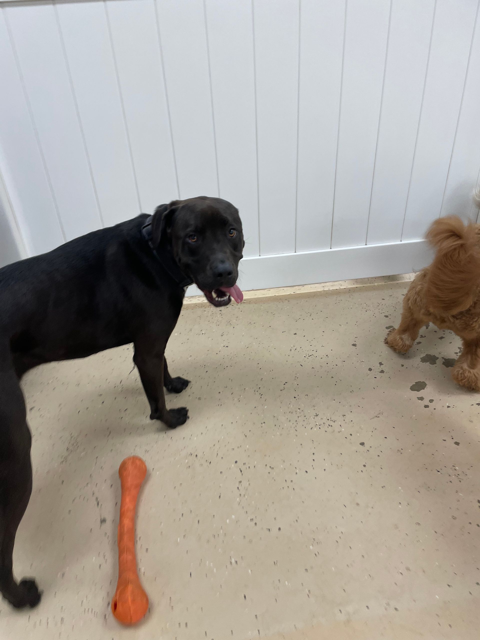 Two dogs are playing with a toy on the floor