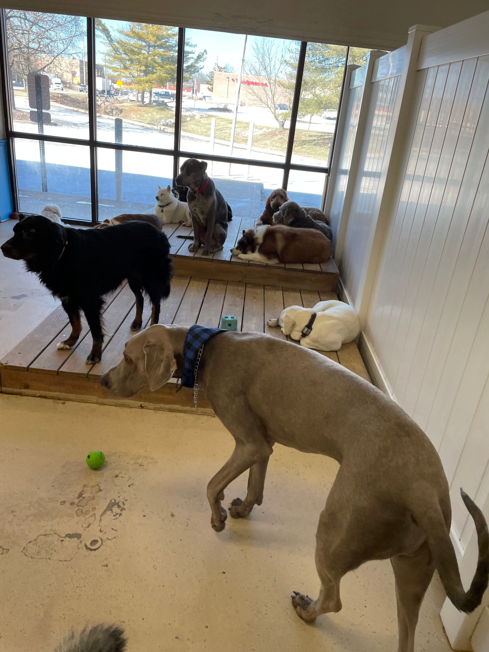 A group of dogs are playing in a room with a green ball