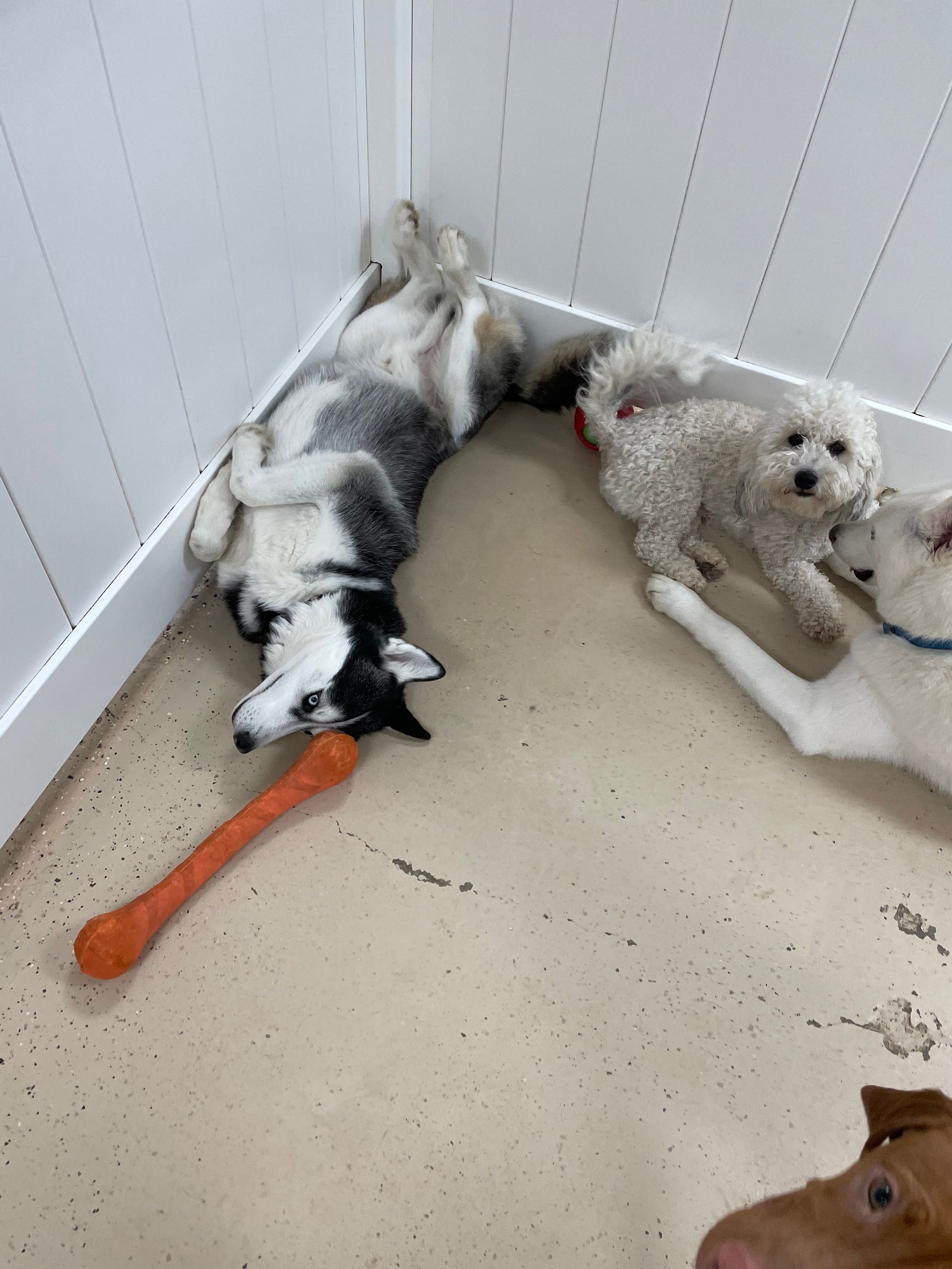 Three dogs are laying on the floor with one holding an orange toy.