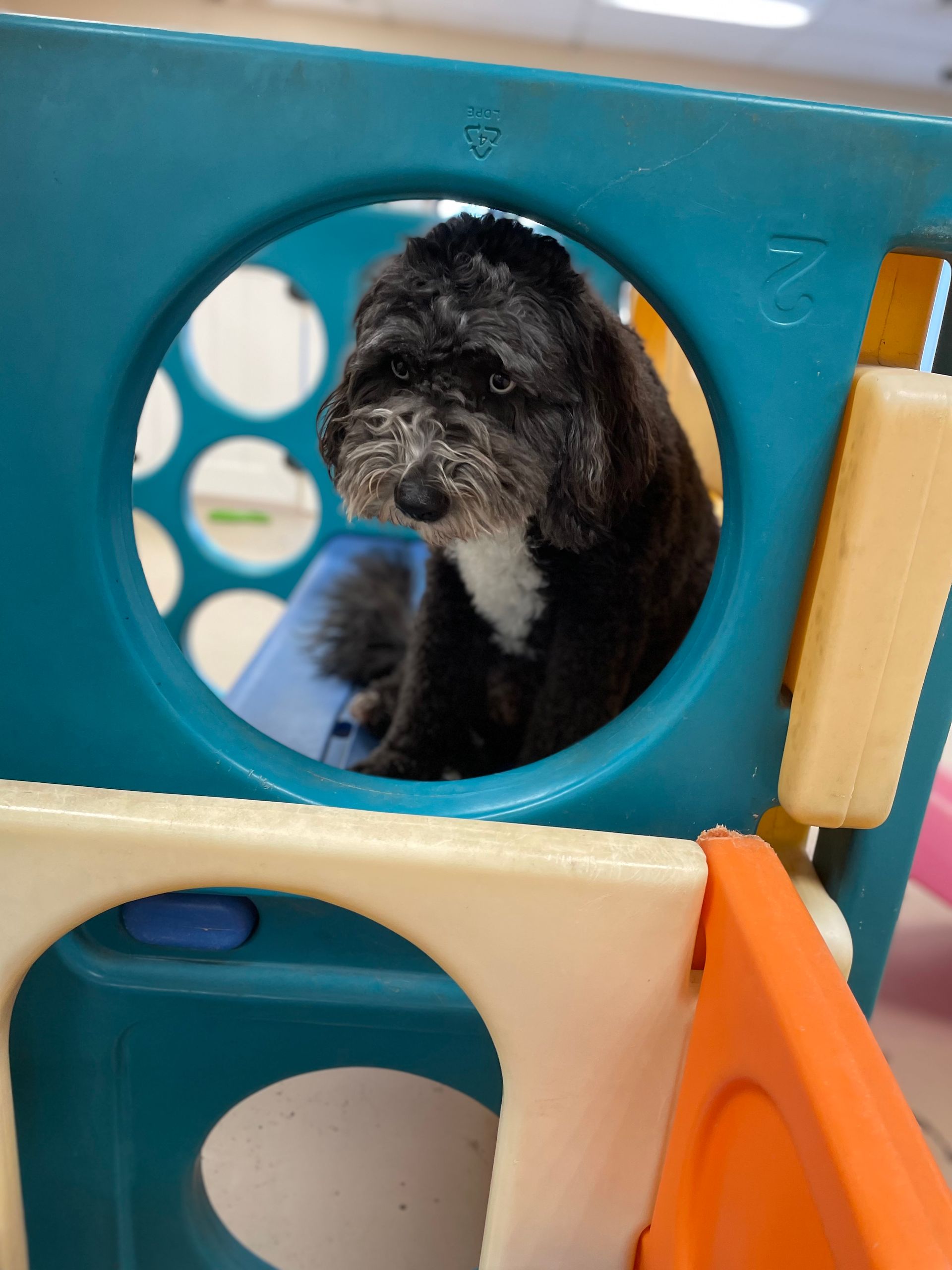 A dog is looking through a hole in a toy house