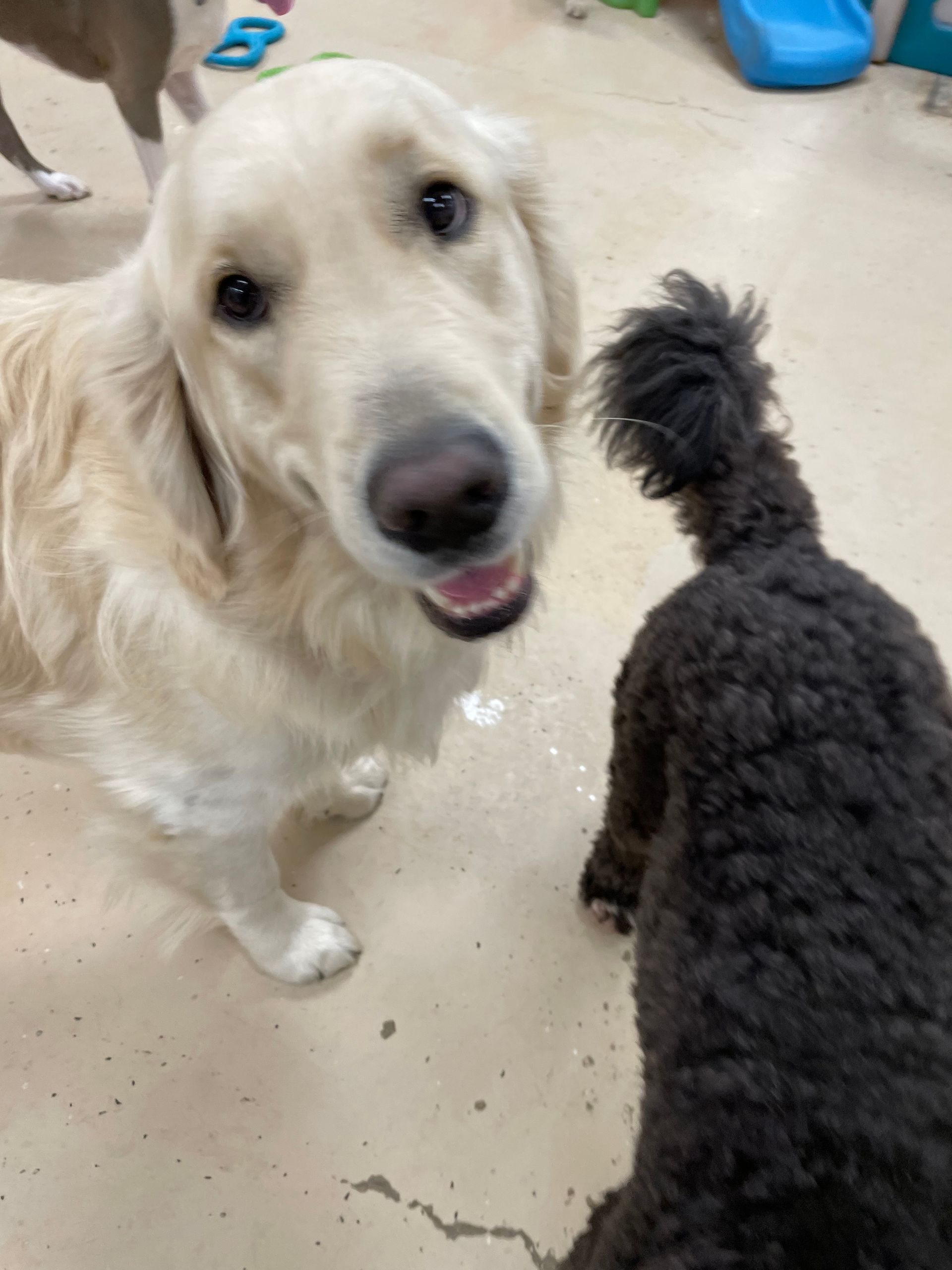 A dog and a poodle are standing next to each other and looking at the camera.
