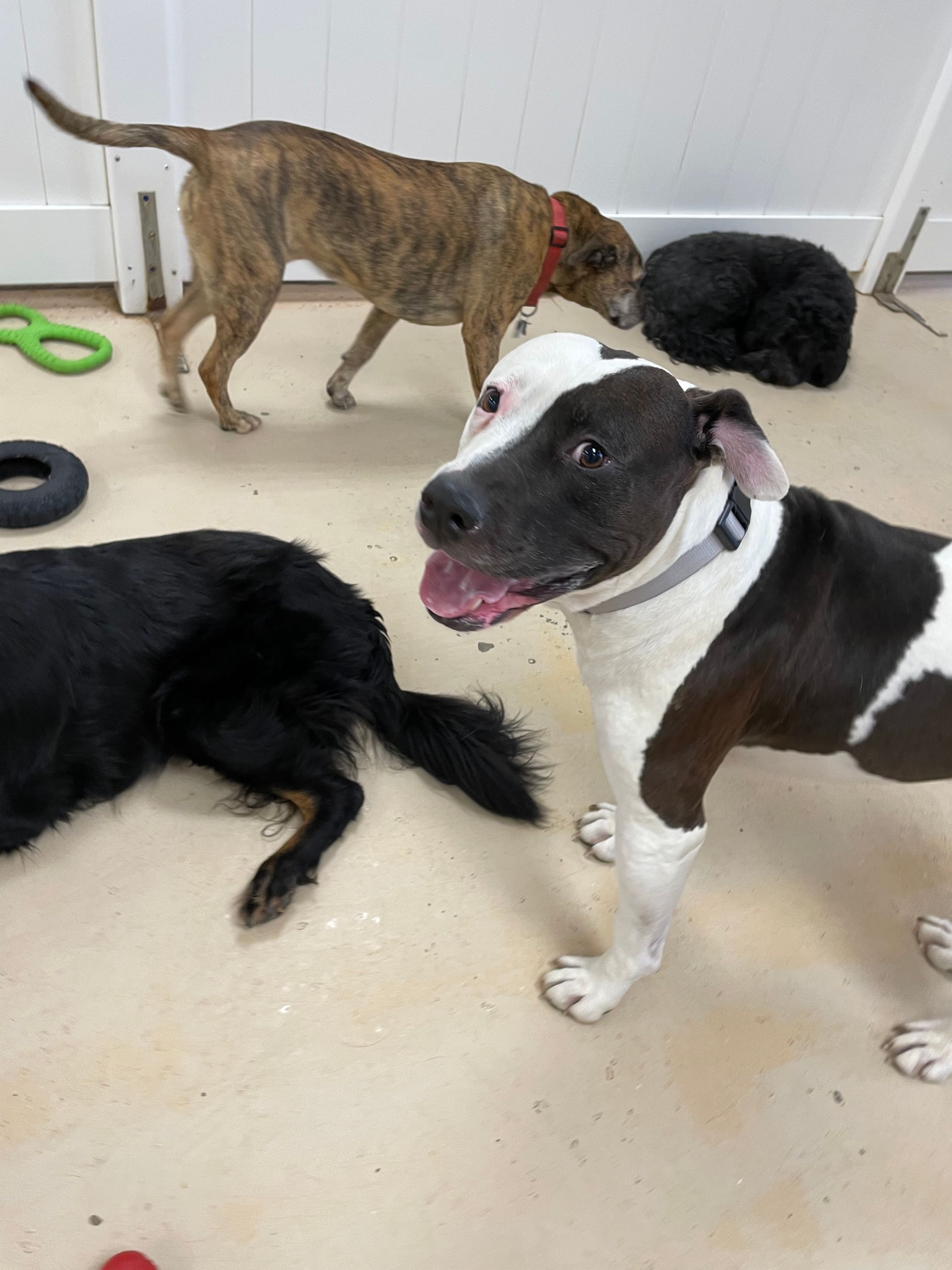 A group of dogs are playing with each other in a room.