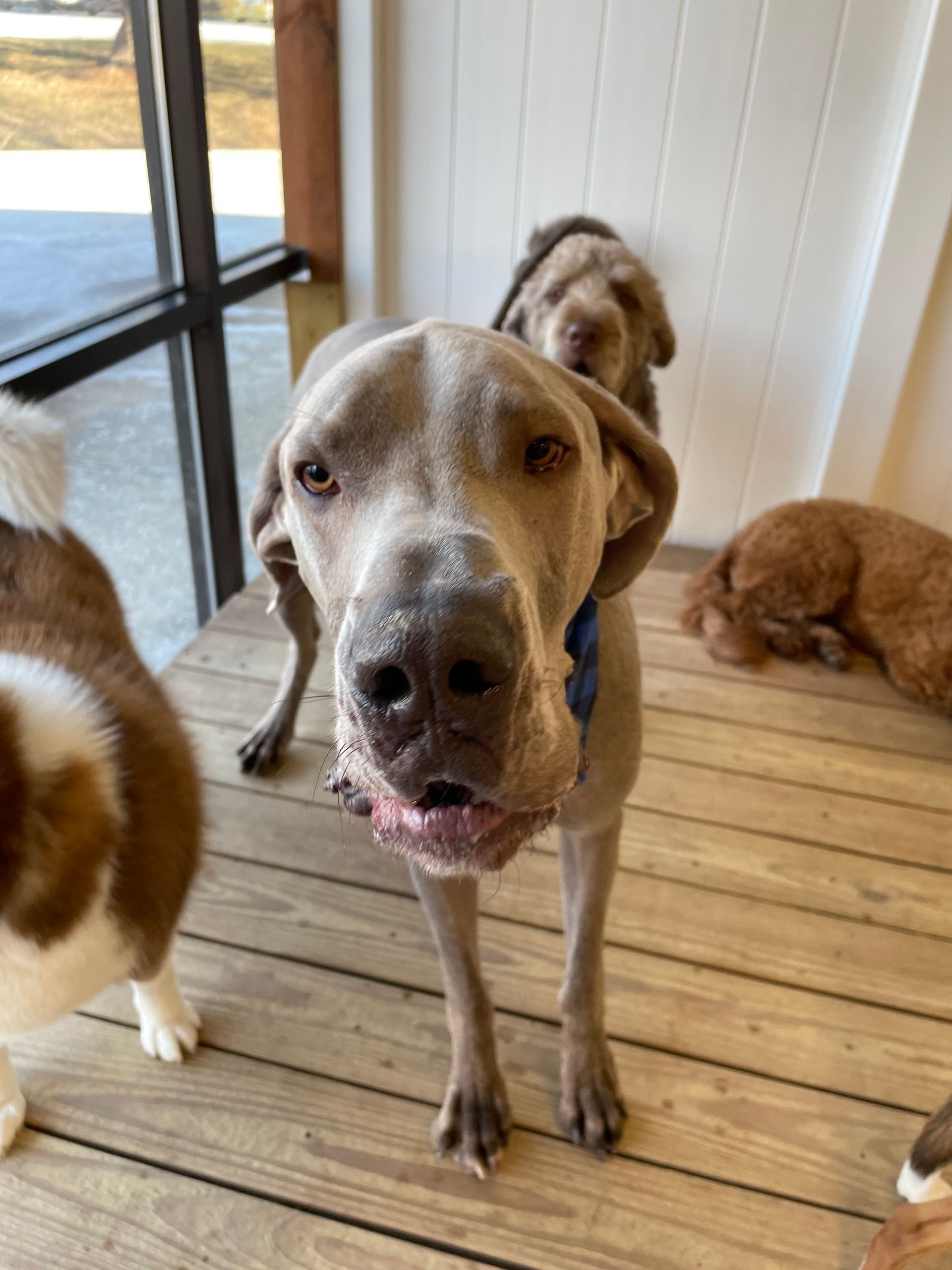 A group of dogs are standing on a wooden deck looking at the camera.