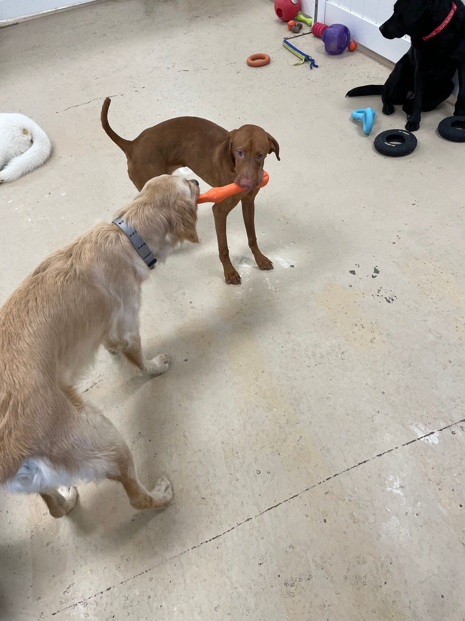 A group of dogs are playing with toys on the floor